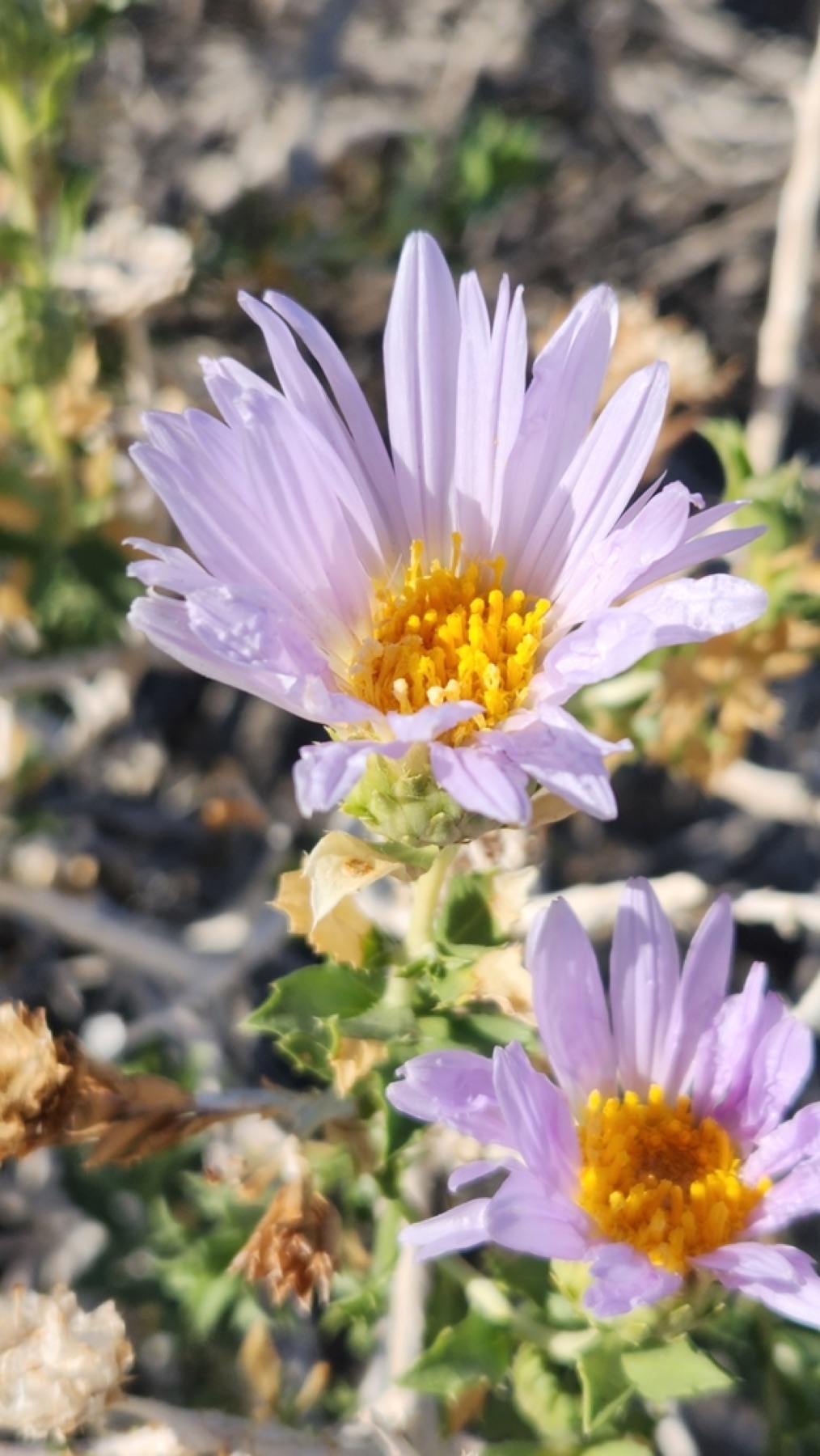 Orcutt's Woodyaster — photo 6
