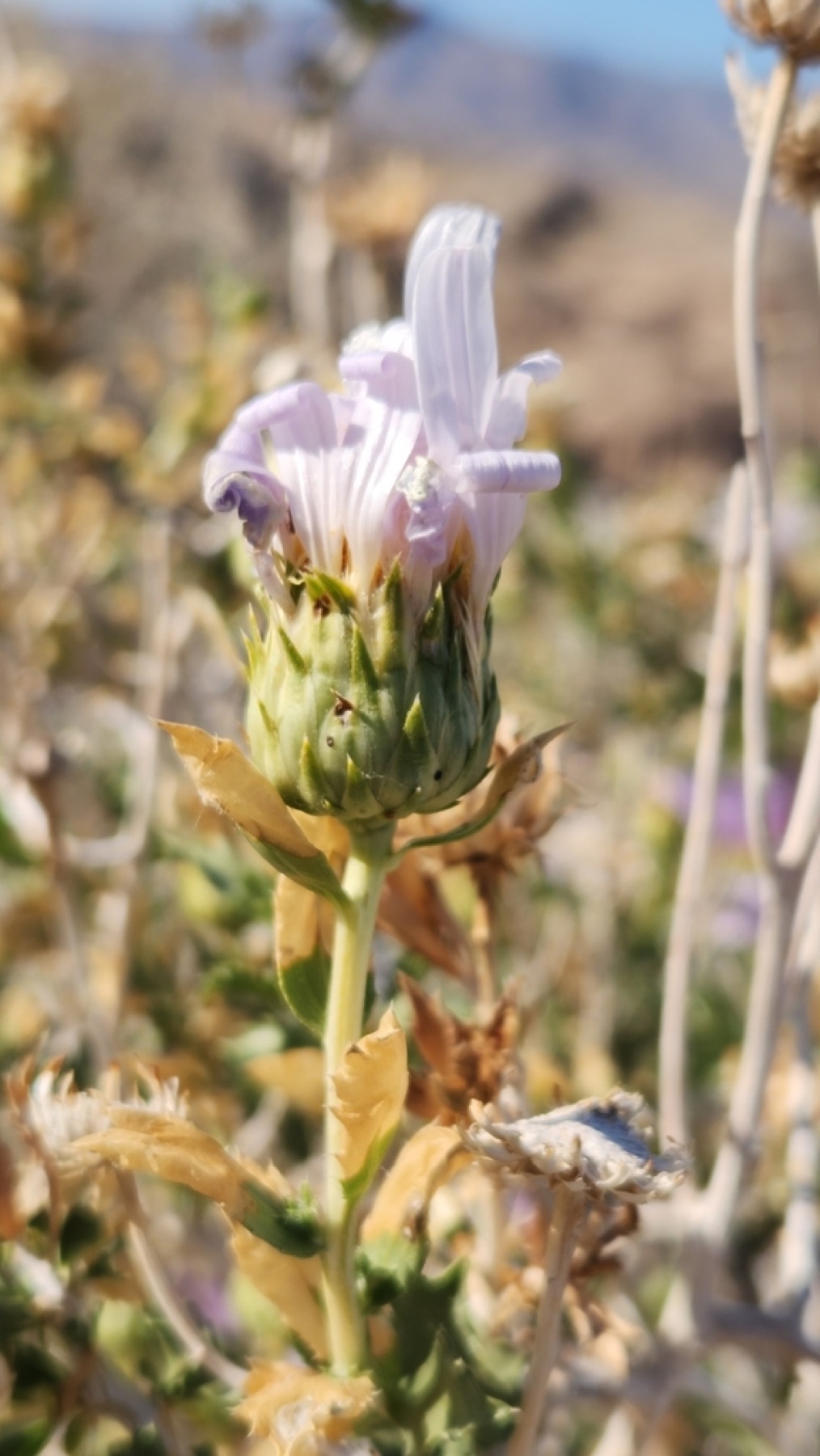 Orcutt's Woodyaster — photo 7
