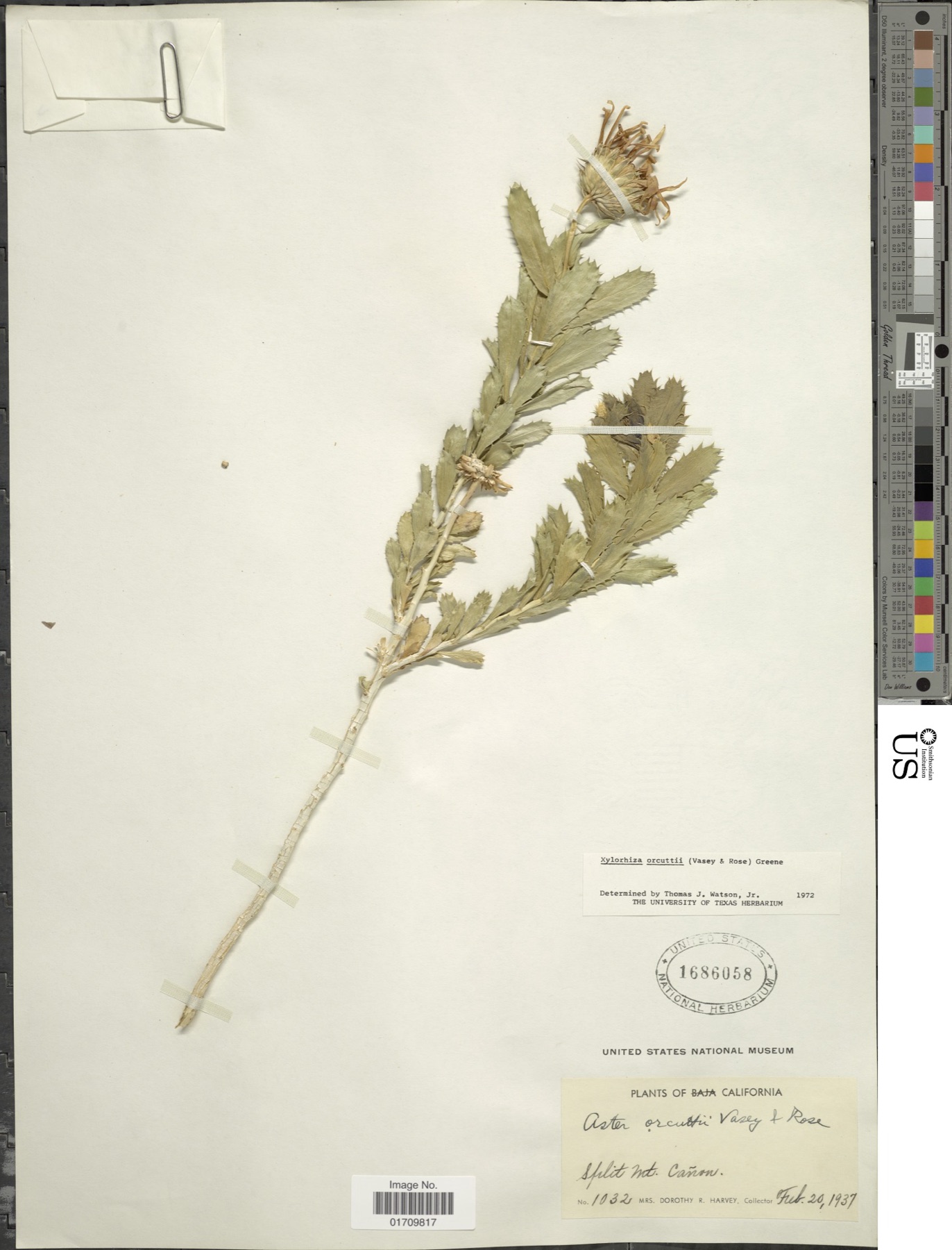 Orcutt's Woodyaster — photo 8