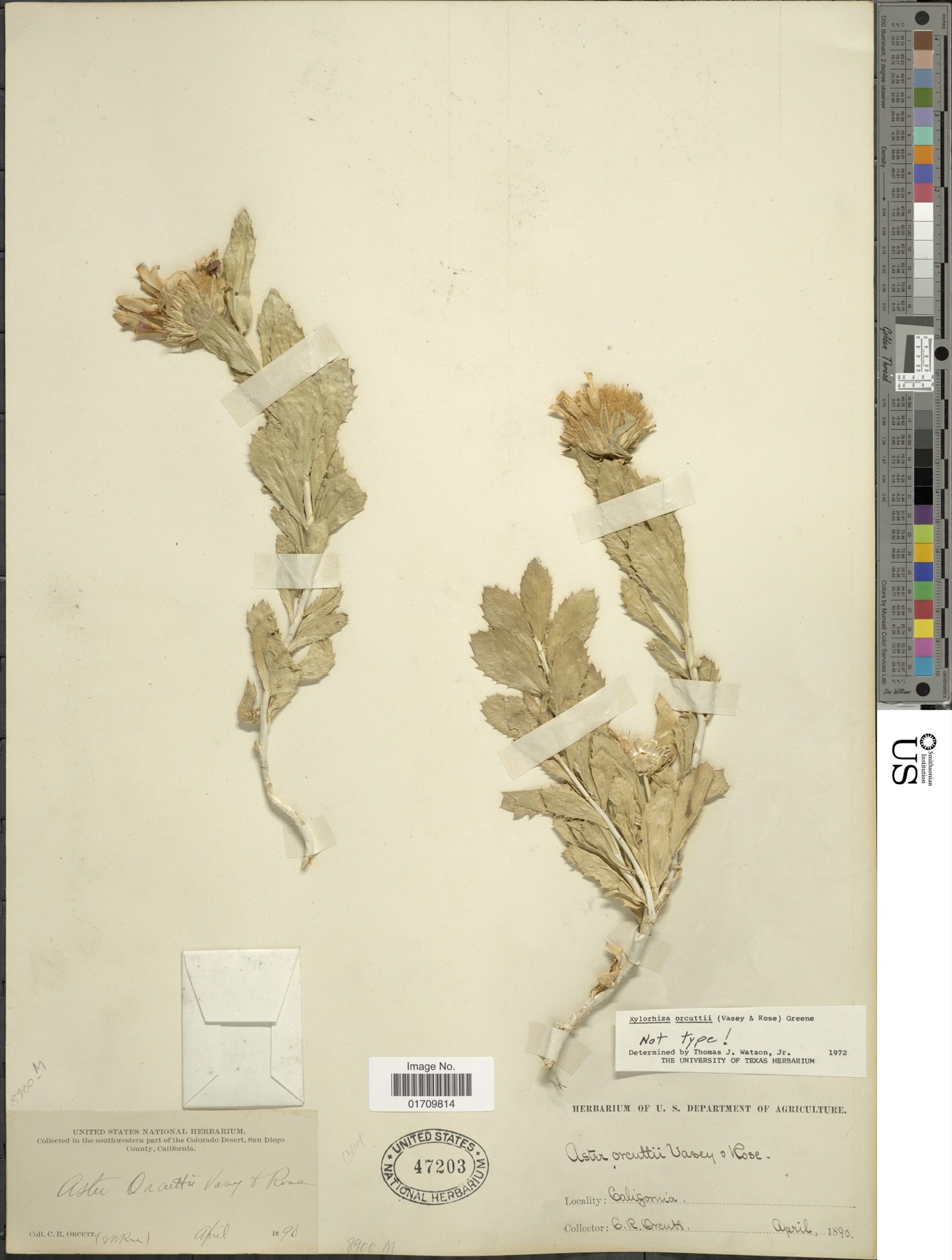 Orcutt's Woodyaster — photo 10