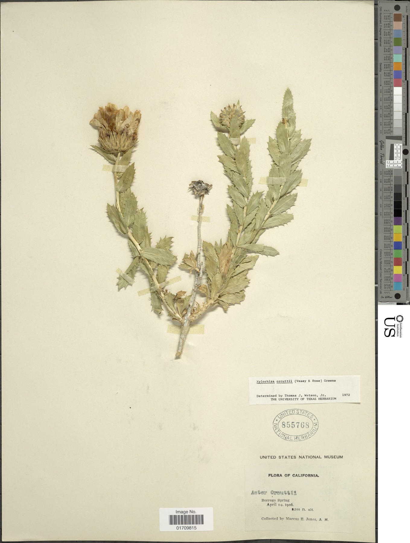 Orcutt's Woodyaster — photo 11