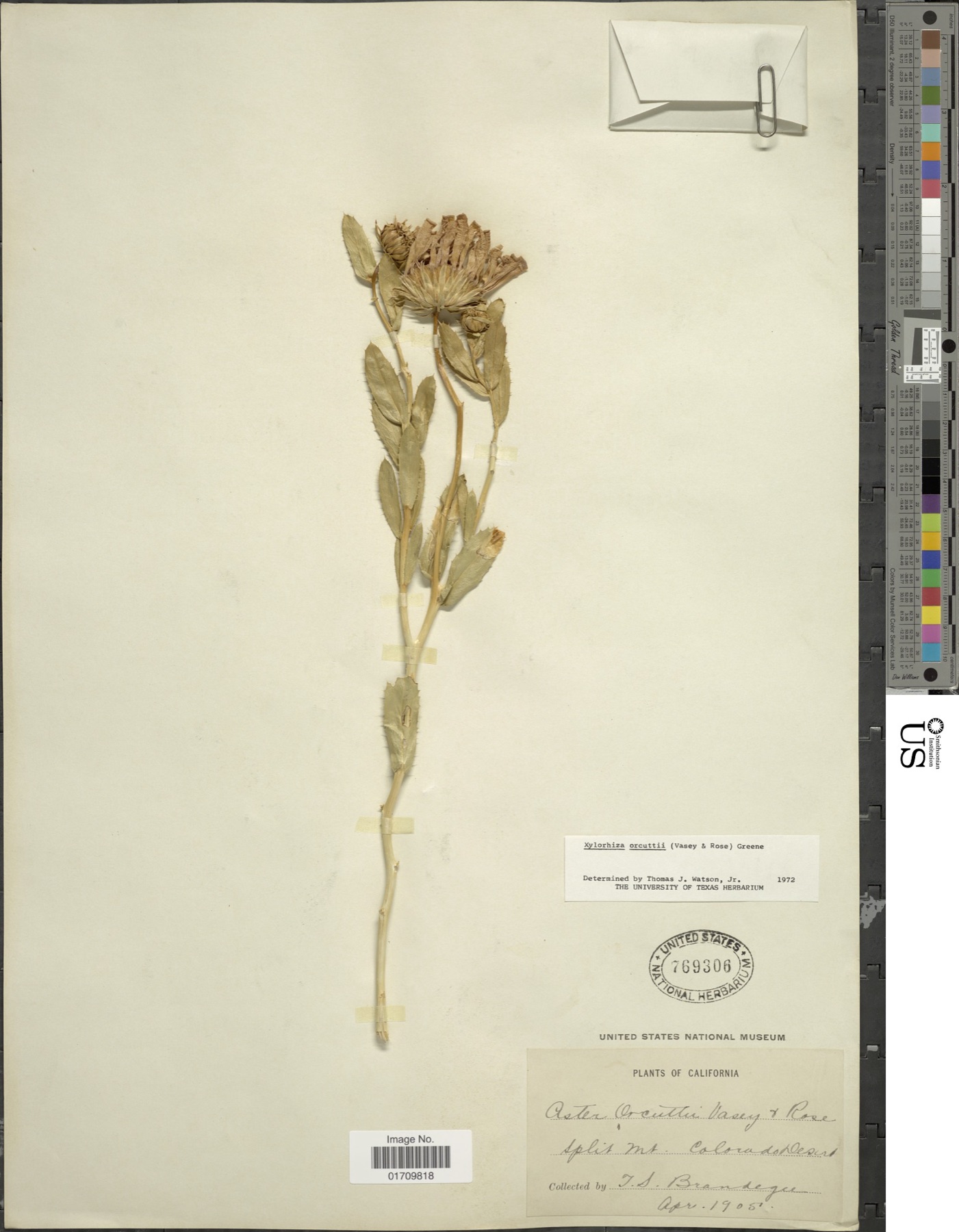 Orcutt's Woodyaster — photo 12