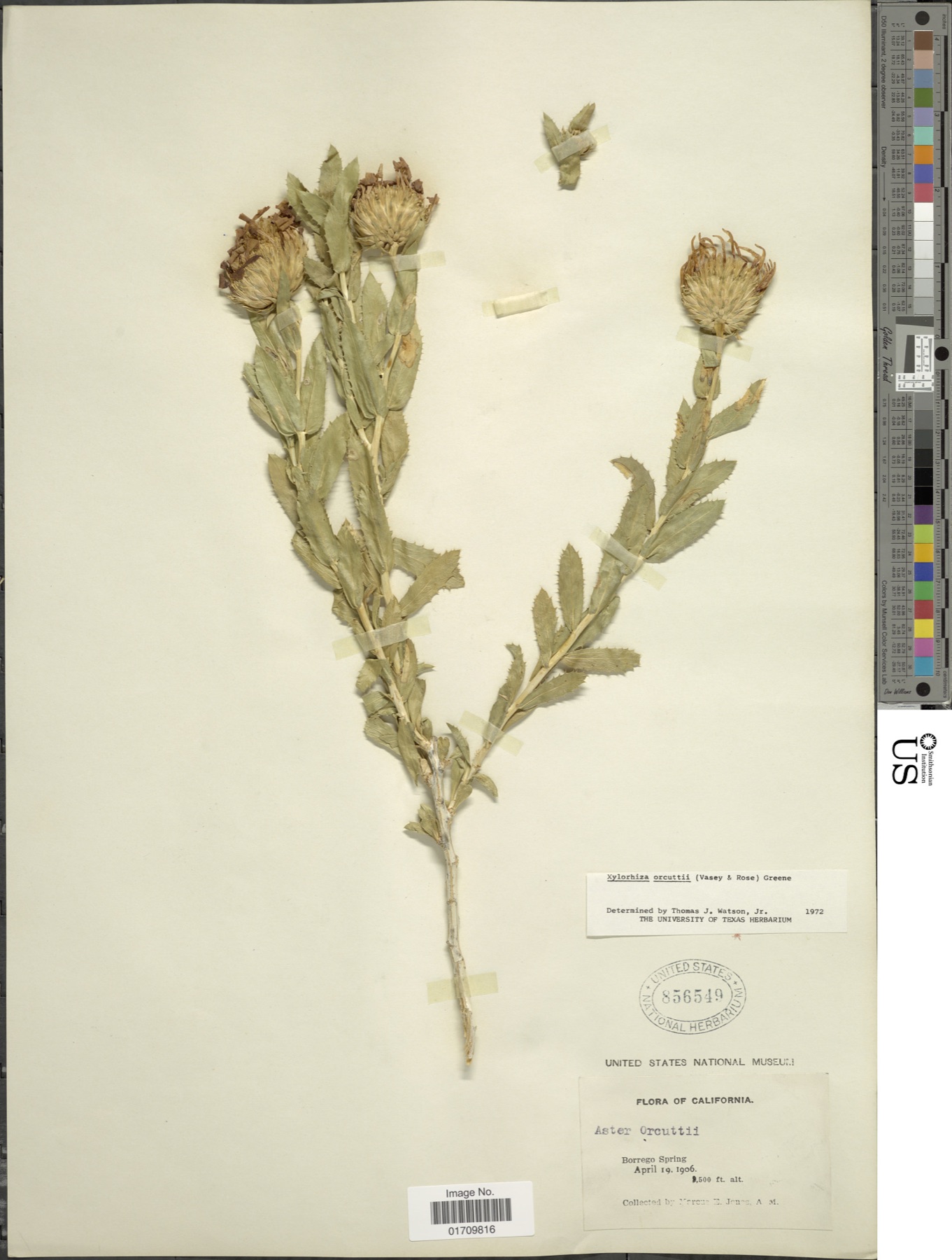 Orcutt's Woodyaster — photo 13