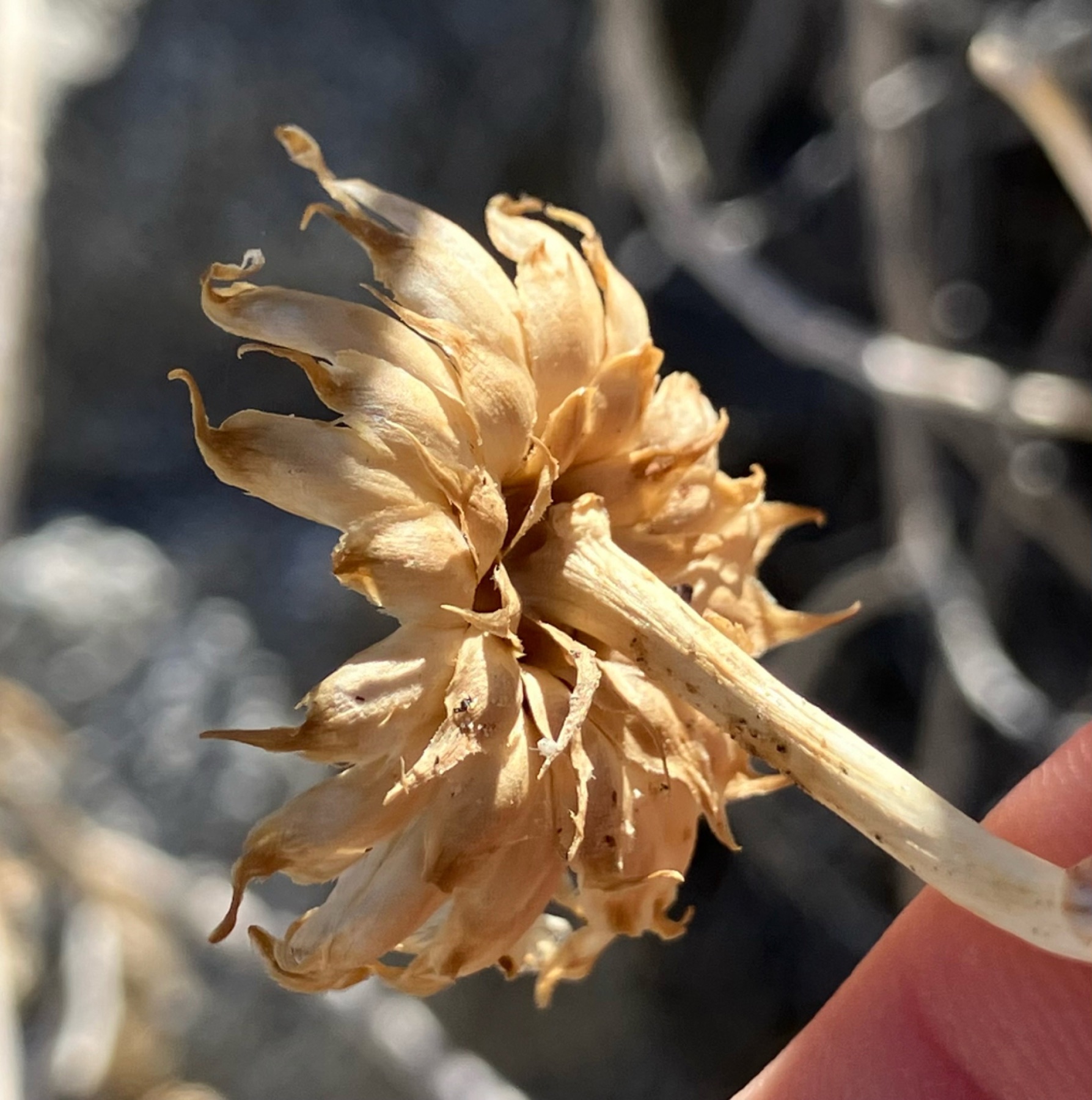 Orcutt's Woodyaster — photo 14