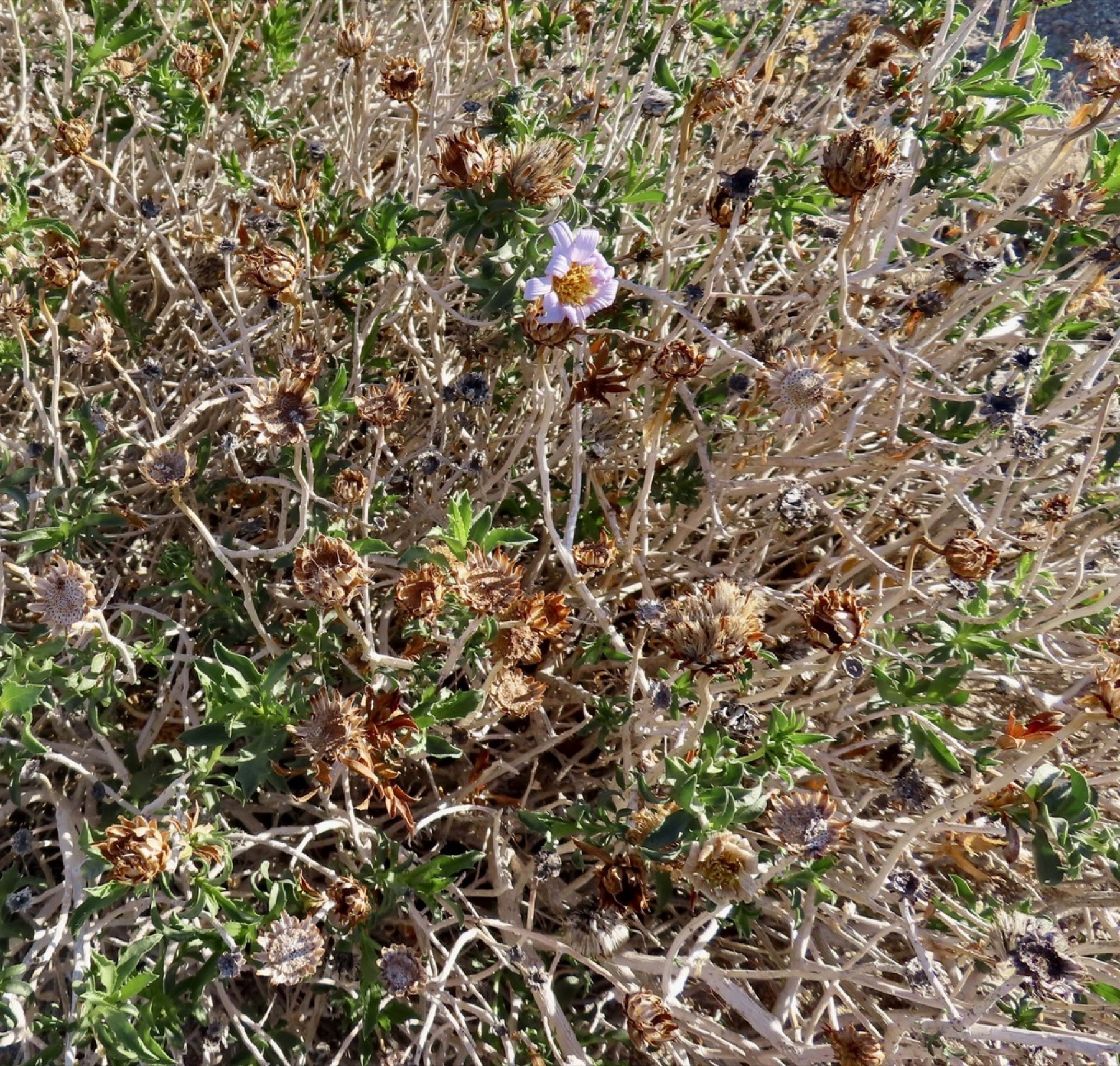 Orcutt's Woodyaster — photo 15