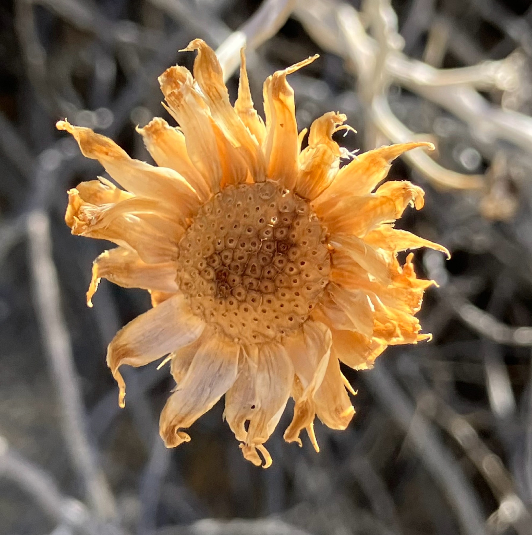 Orcutt's Woodyaster — photo 16