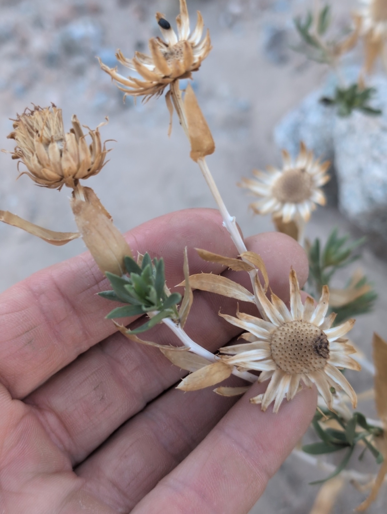 Orcutt's Woodyaster — photo 17