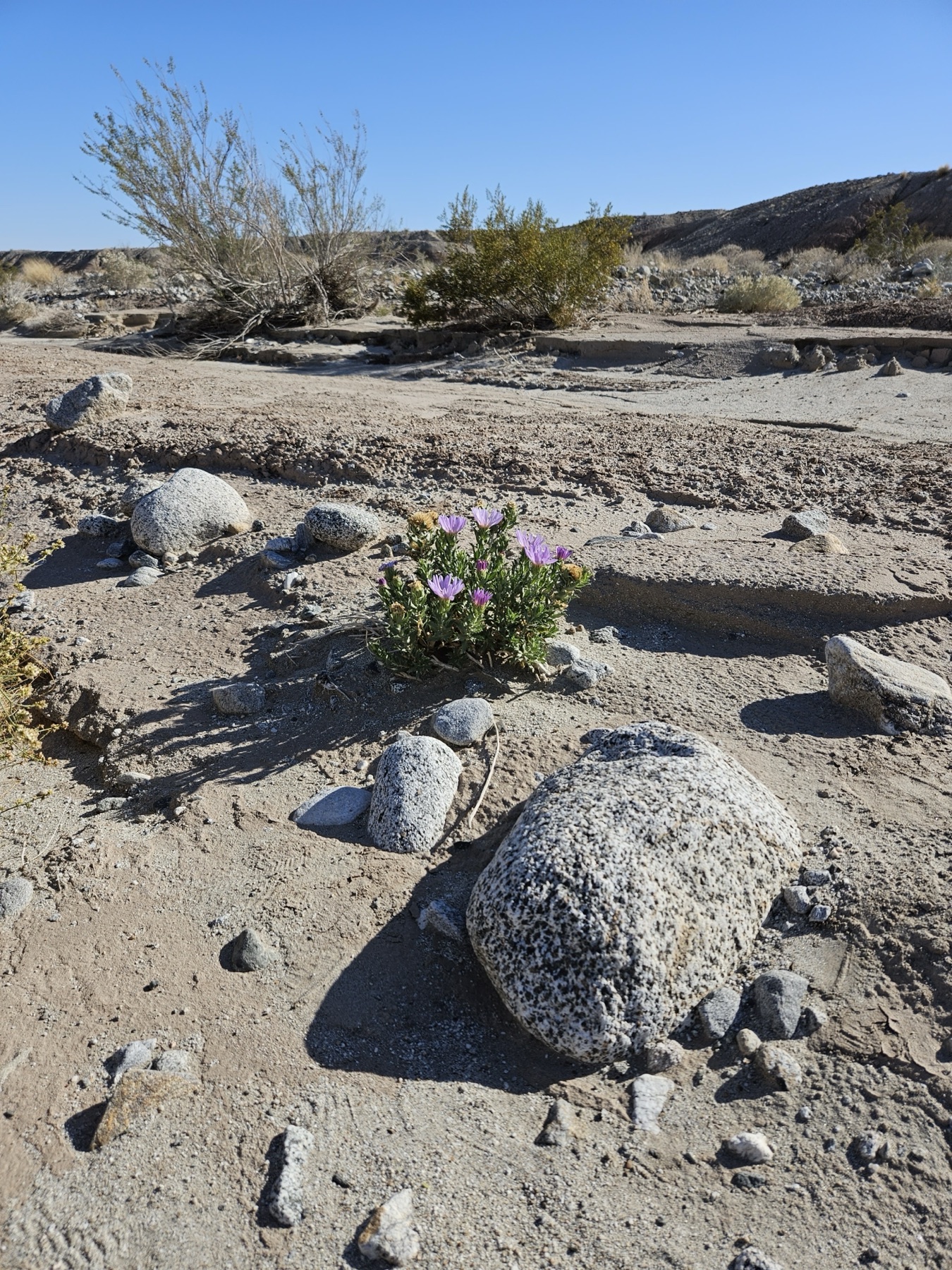 Orcutt's Woodyaster — photo 18
