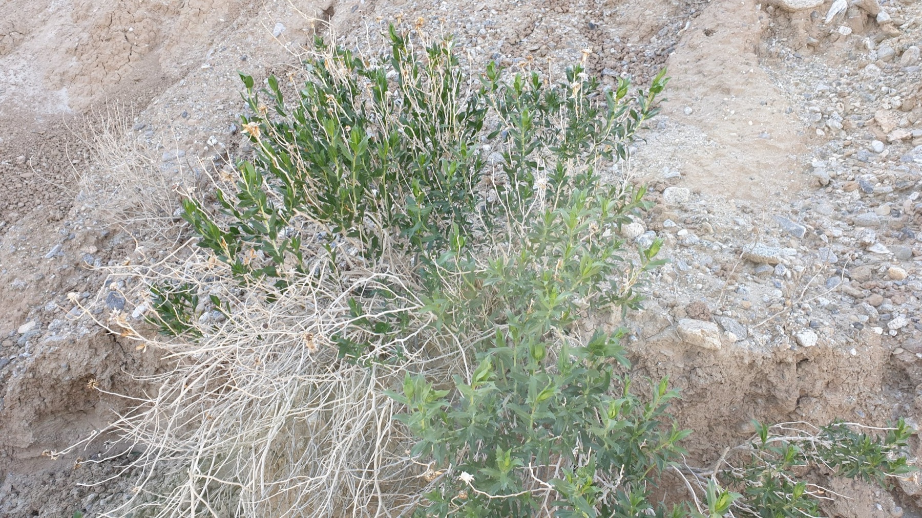 Orcutt's Woodyaster — photo 19
