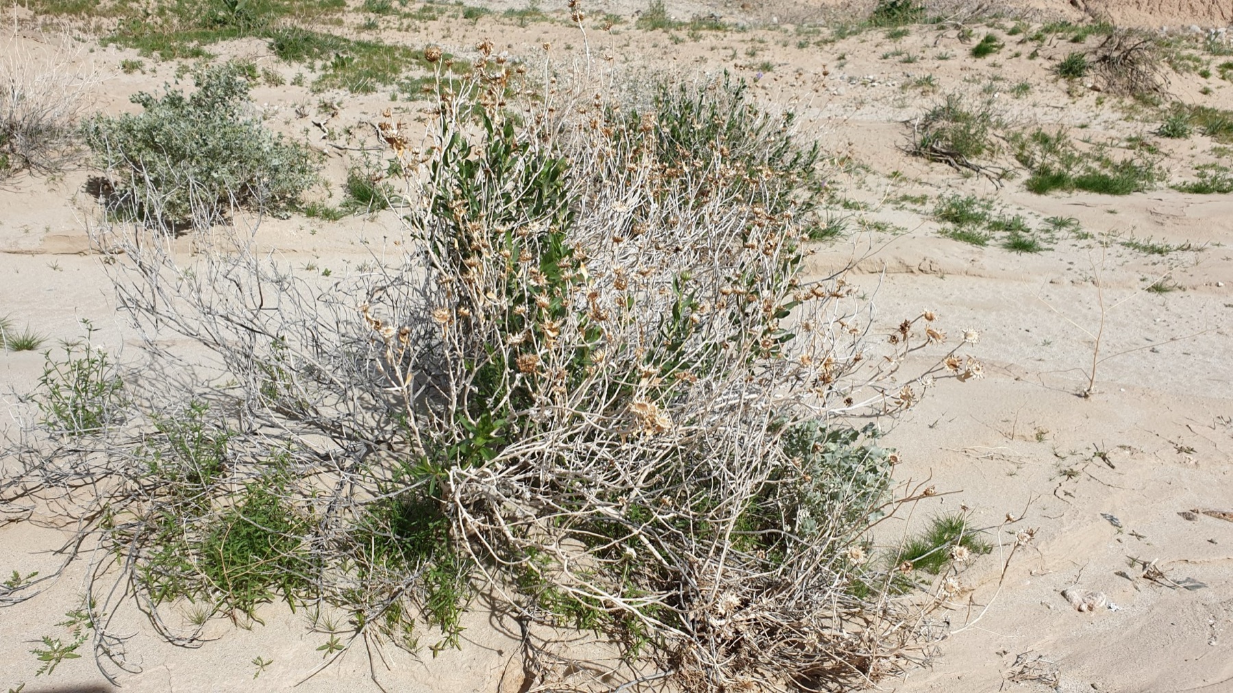 Orcutt's Woodyaster — photo 20