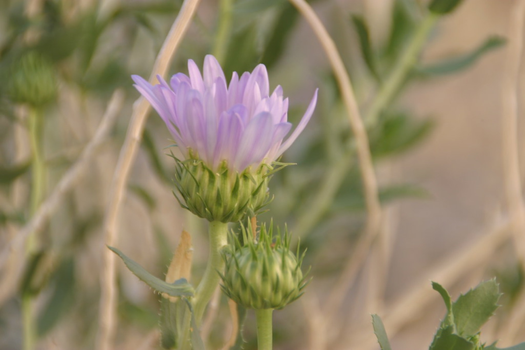 Orcutt's Woodyaster — photo 22