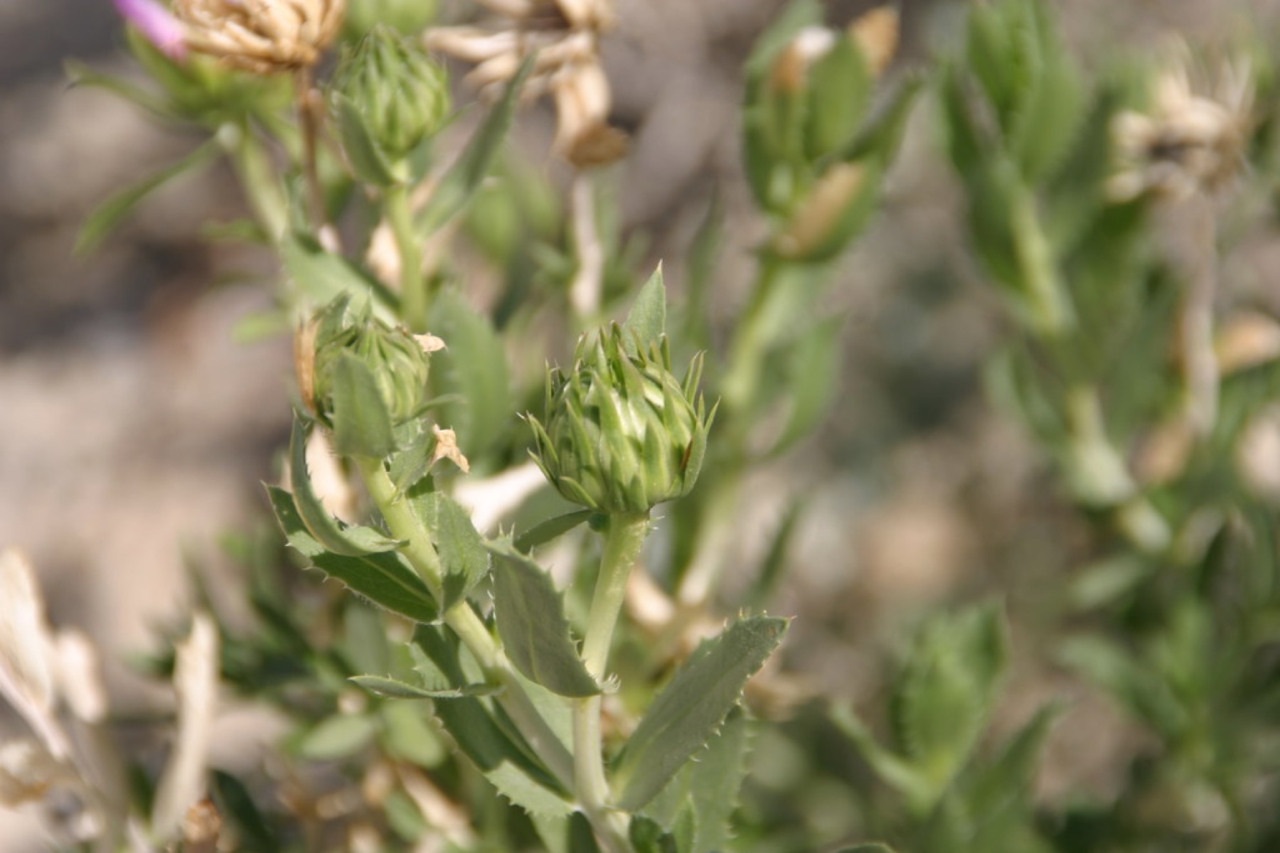 Orcutt's Woodyaster — photo 23