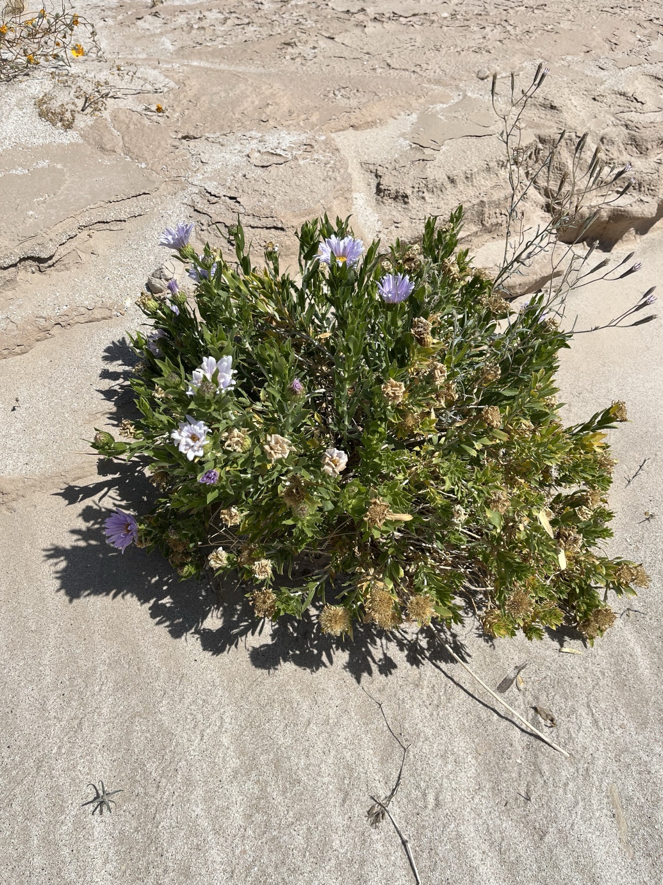 Orcutt's Woodyaster