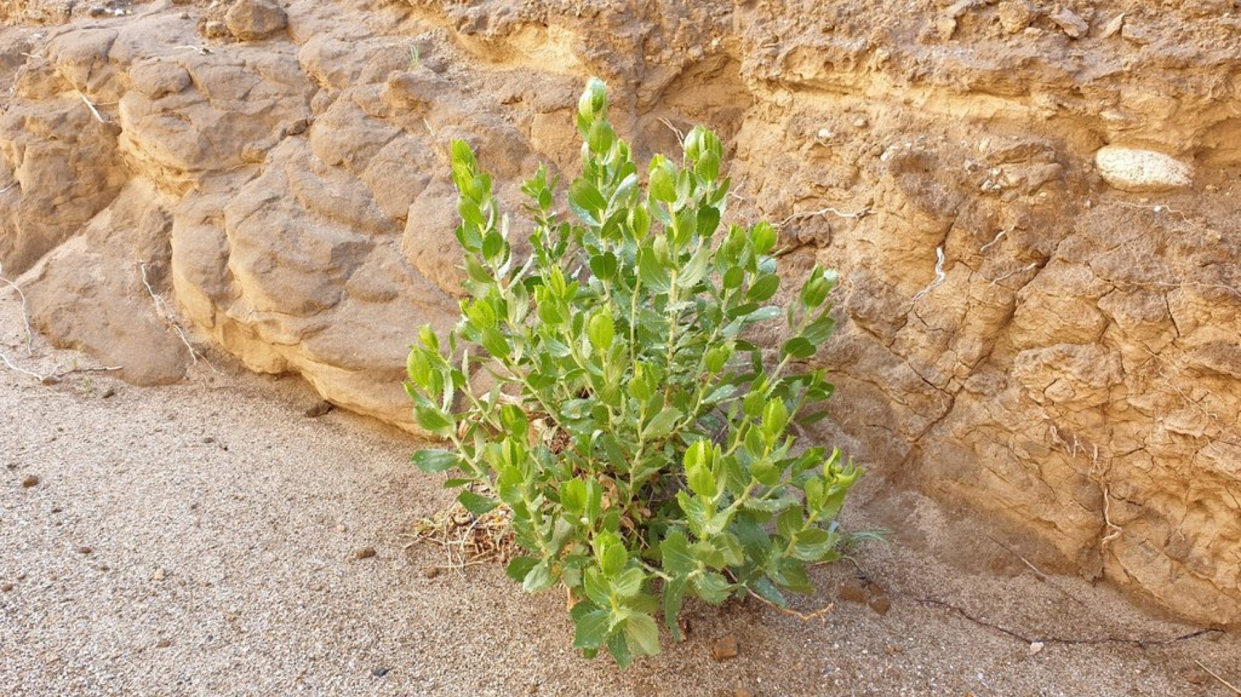 Orcutt's Woodyaster — photo 3