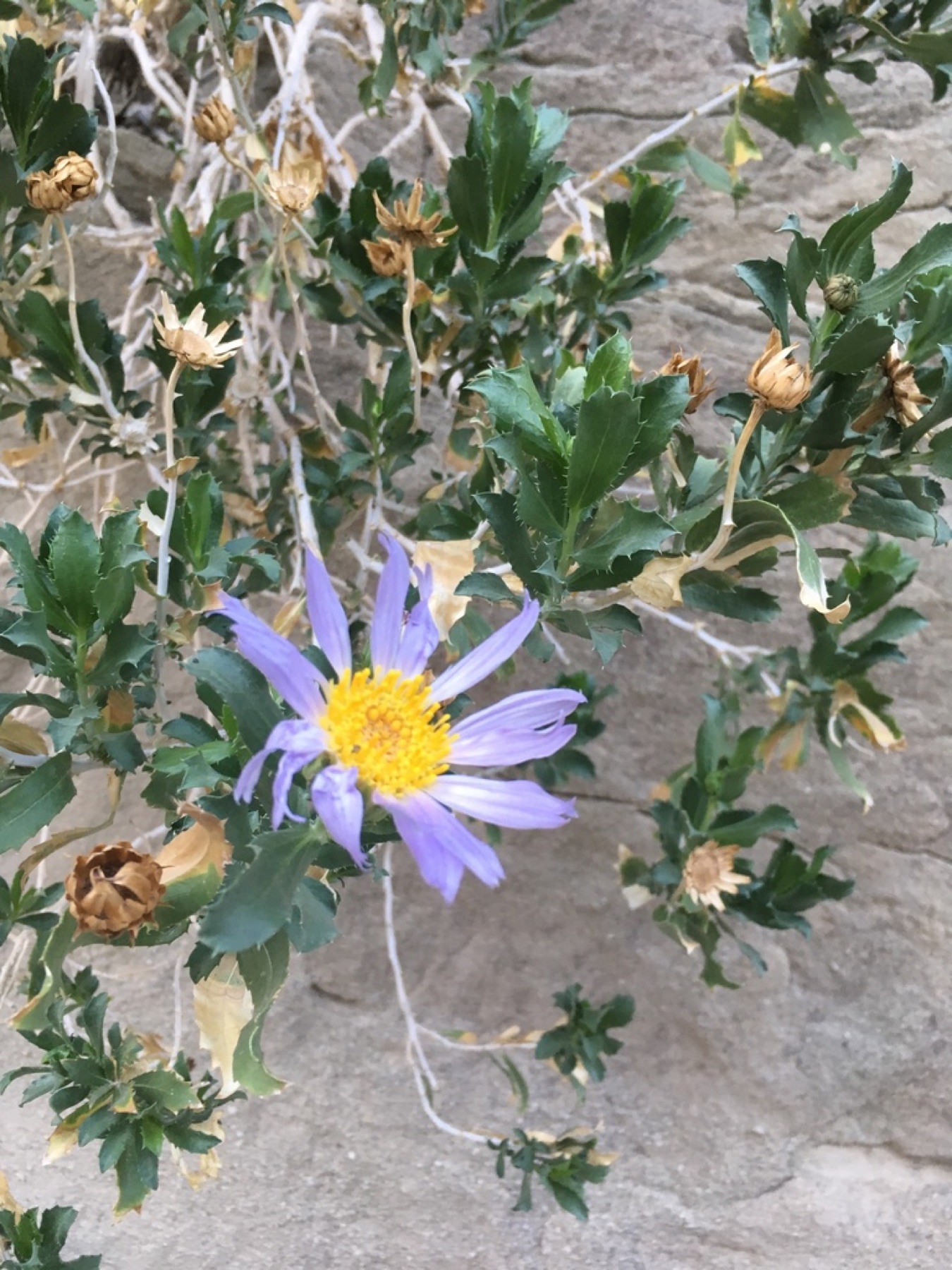 Orcutt's Woodyaster — photo 4