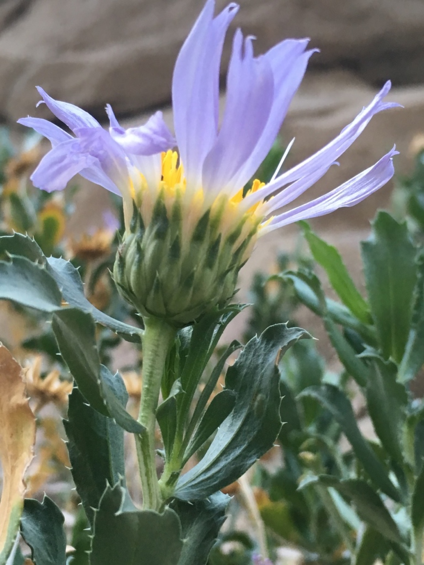 Orcutt's Woodyaster — photo 5