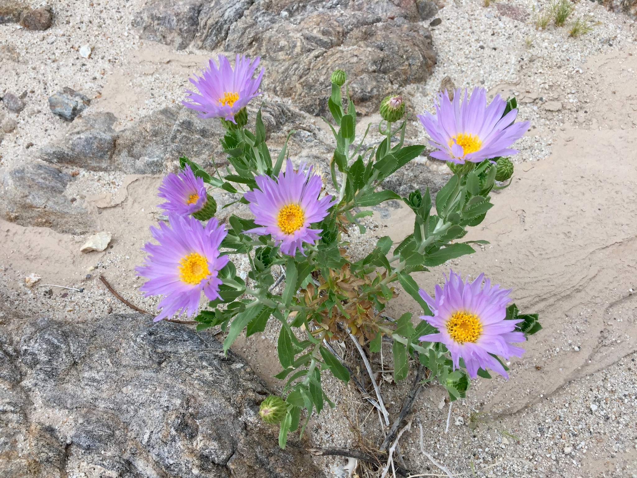 Orcutt's Woodyaster — photo 24