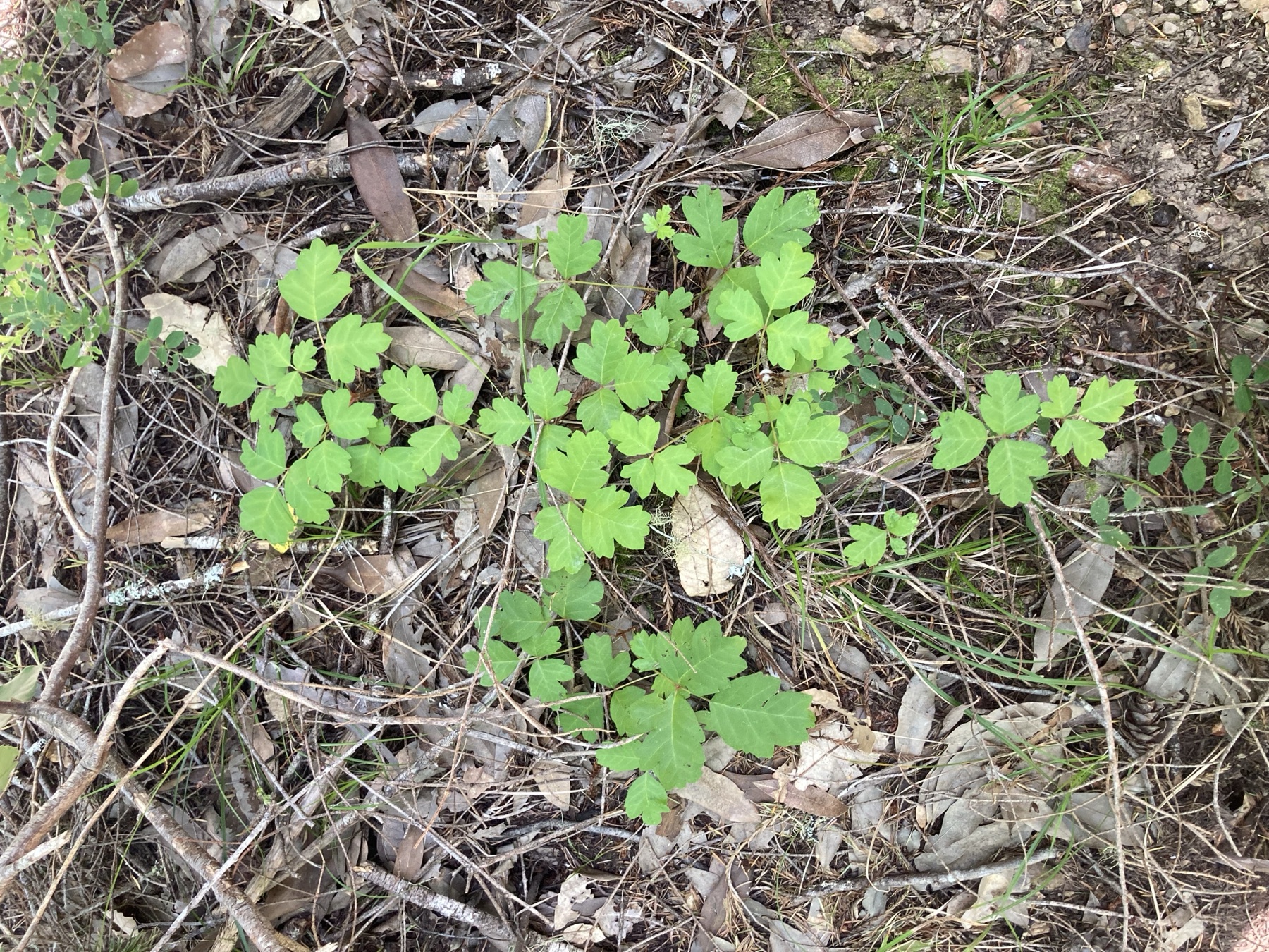 Pacific Poison Oak — photo 6