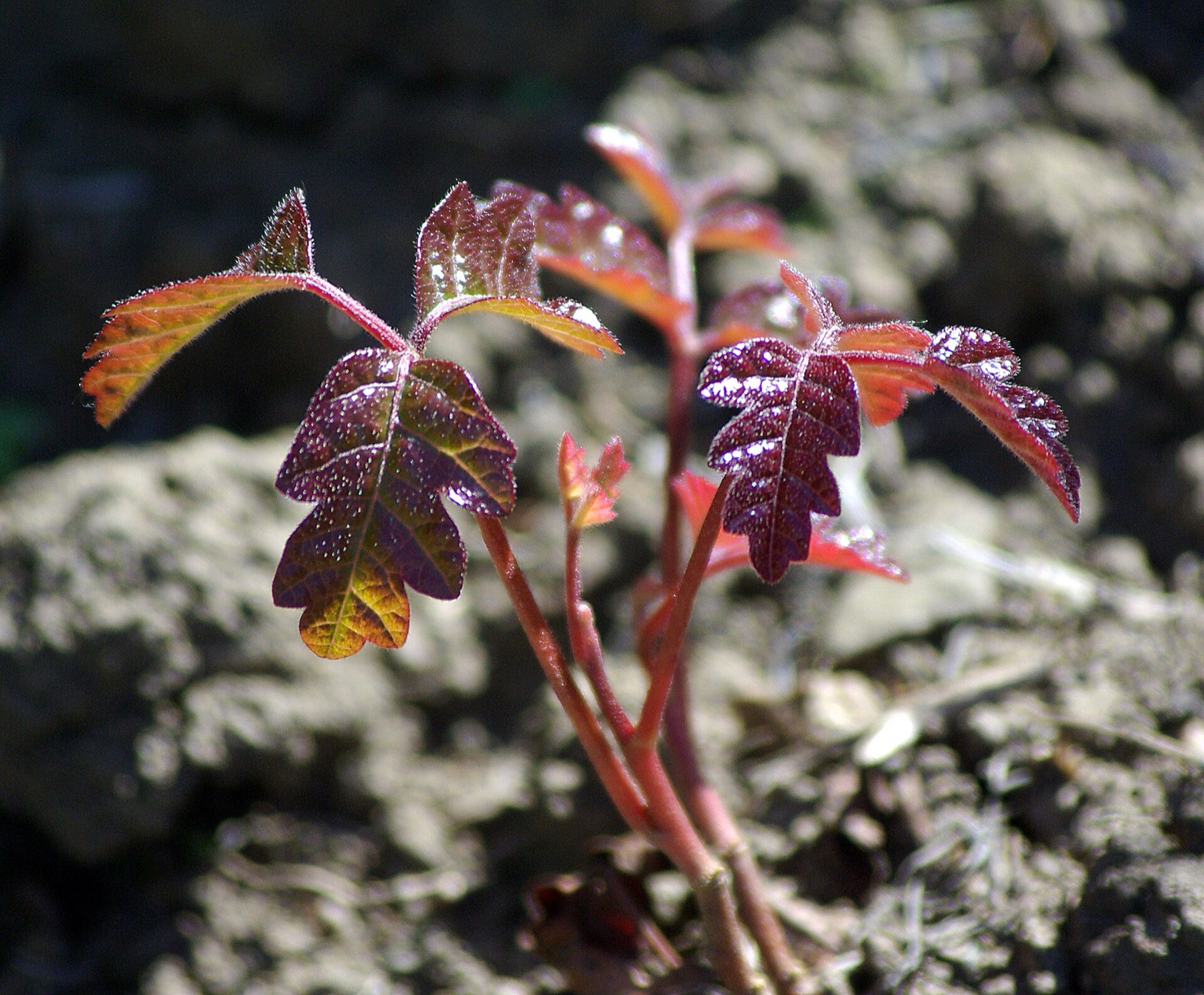 Pacific Poison Oak — photo 7