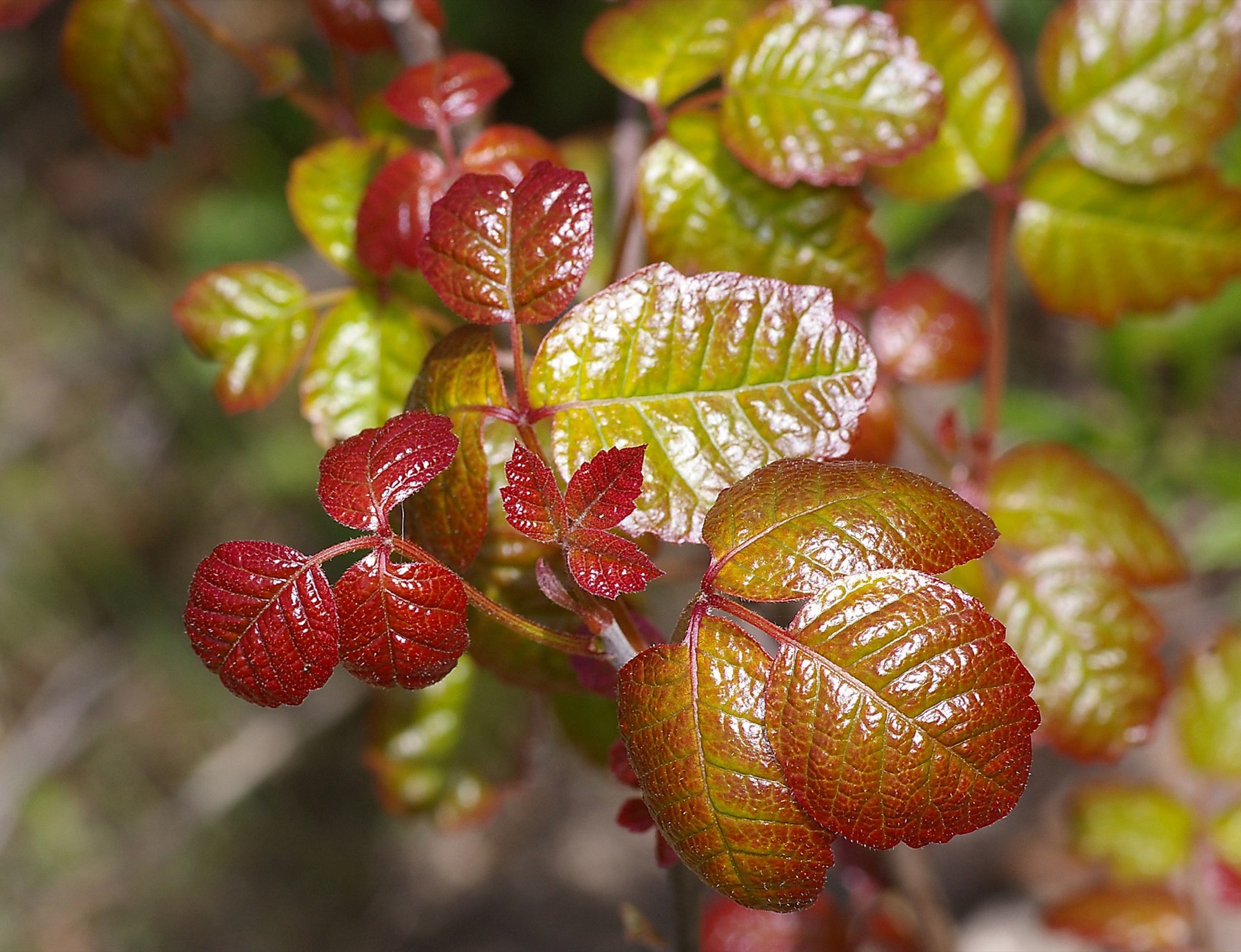 Pacific Poison Oak — photo 8