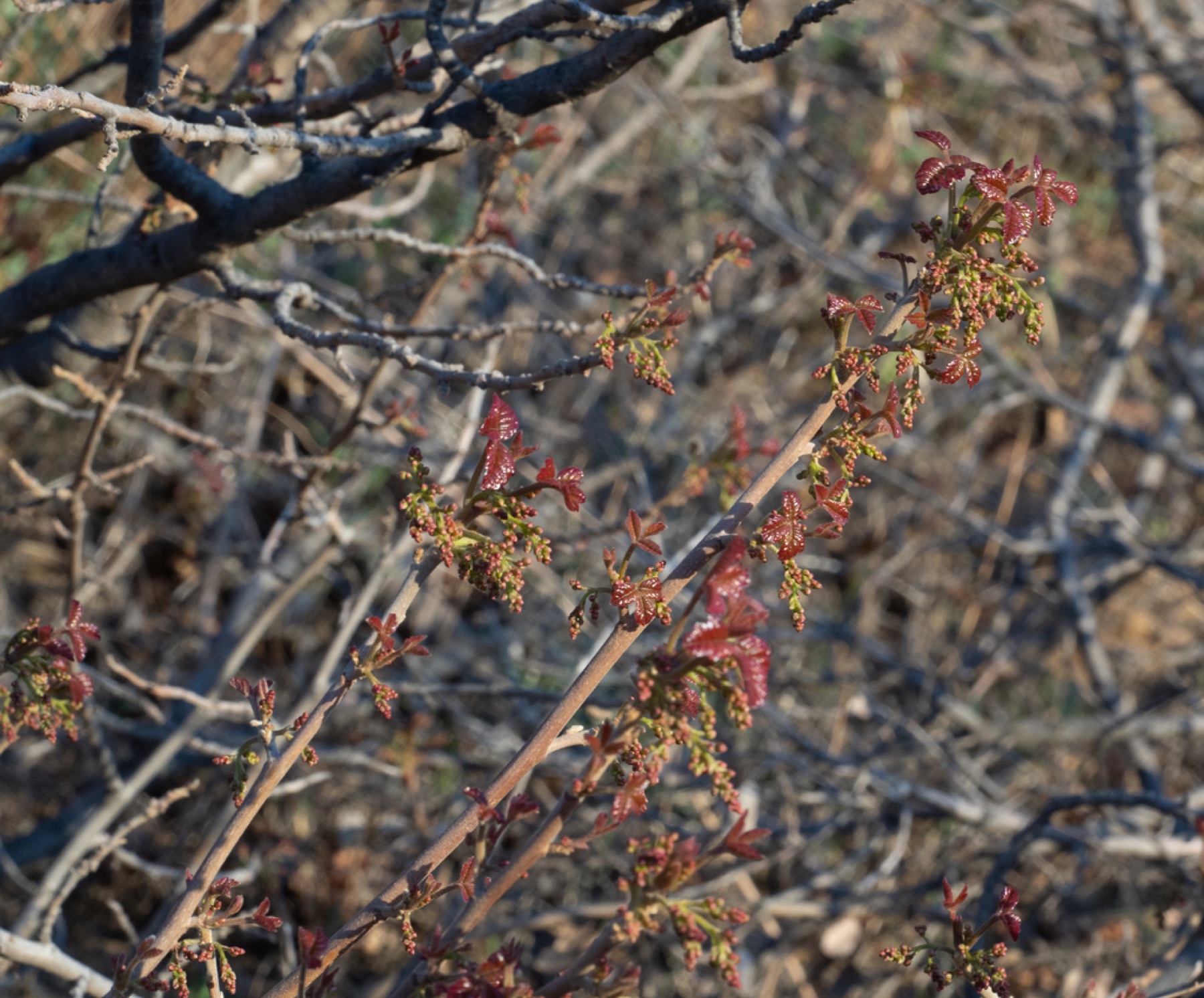 Pacific Poison Oak — photo 9