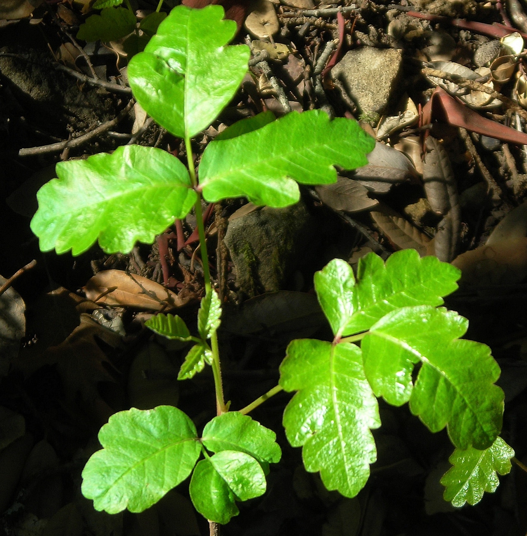 Pacific Poison Oak — photo 10