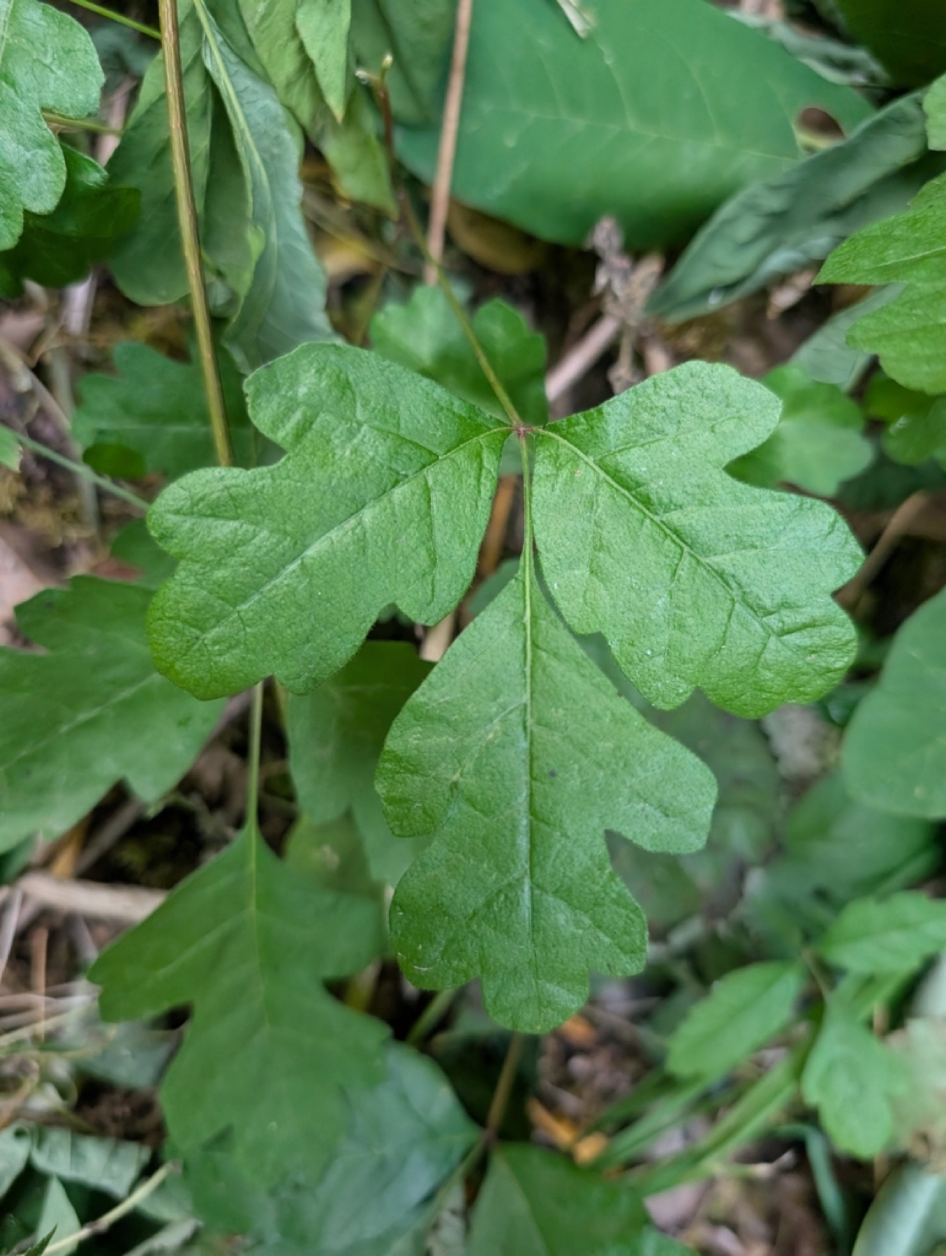 Pacific Poison Oak — photo 11