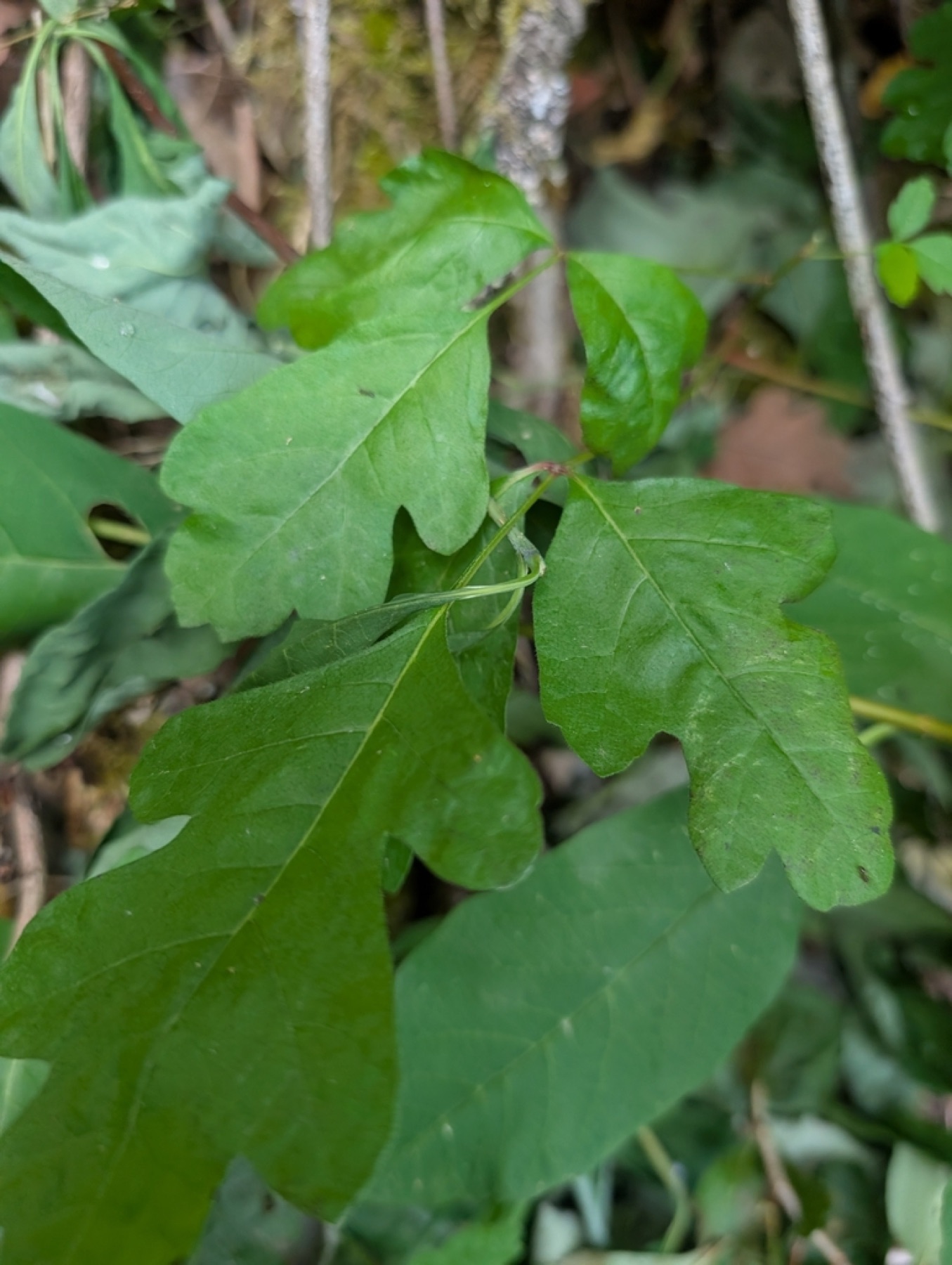 Pacific Poison Oak — photo 12