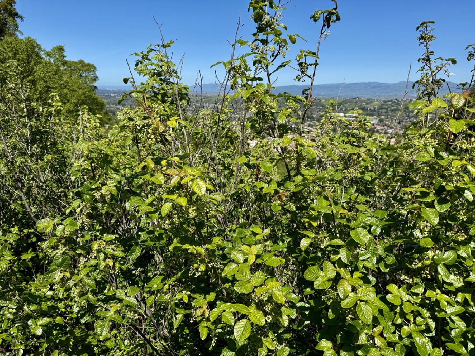 Pacific Poison Oak — photo 13