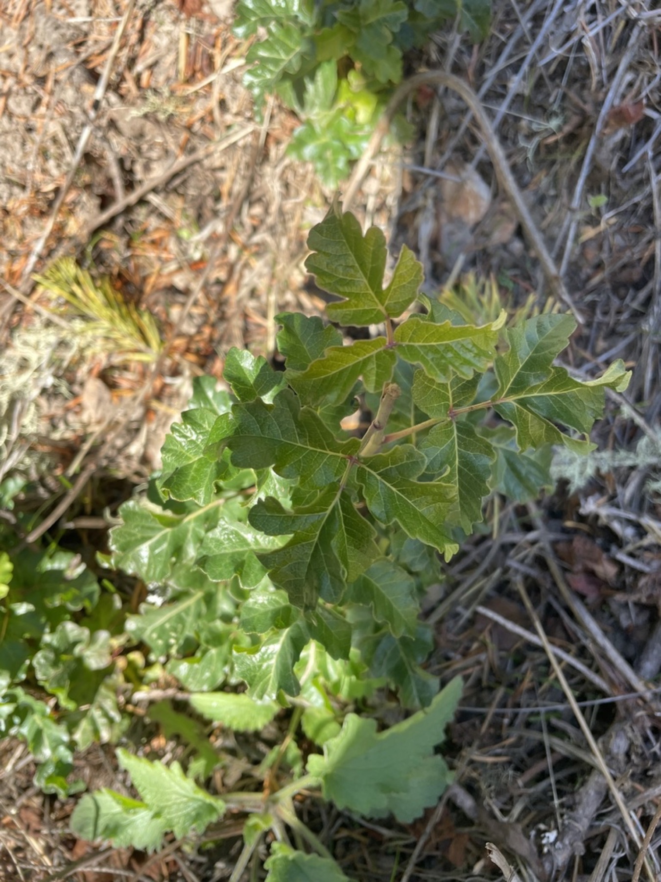 Pacific Poison Oak — photo 14