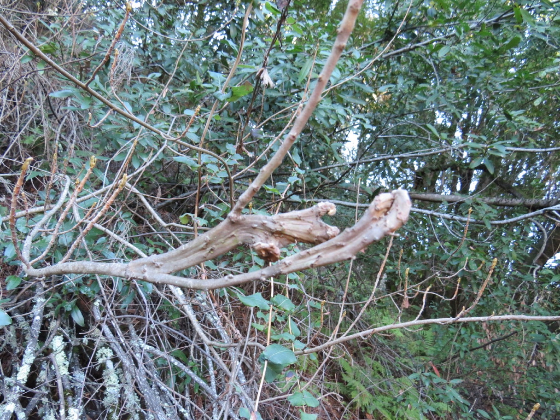 Pacific Poison Oak — photo 15