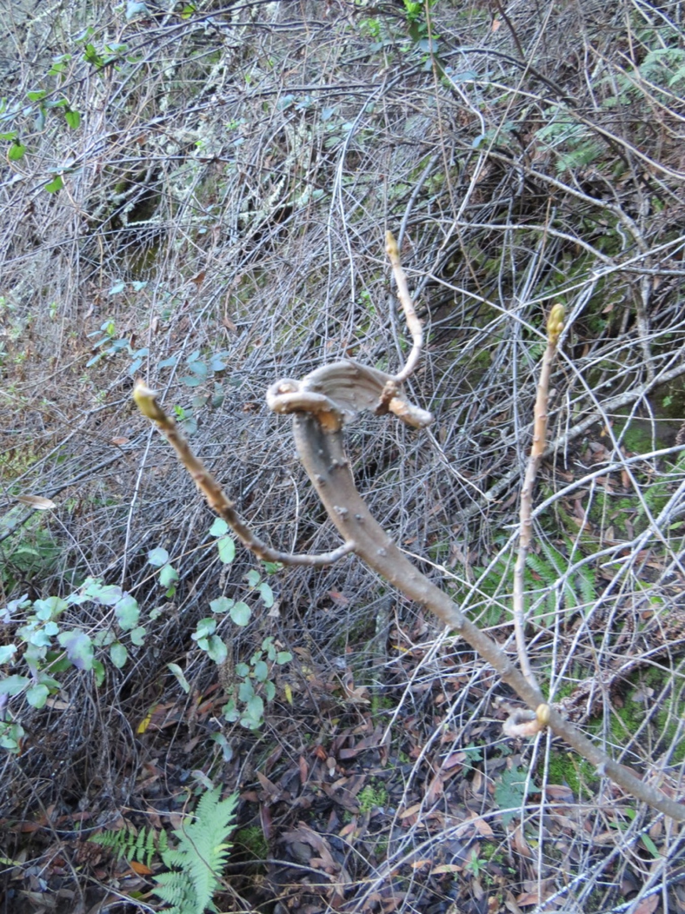 Pacific Poison Oak — photo 16
