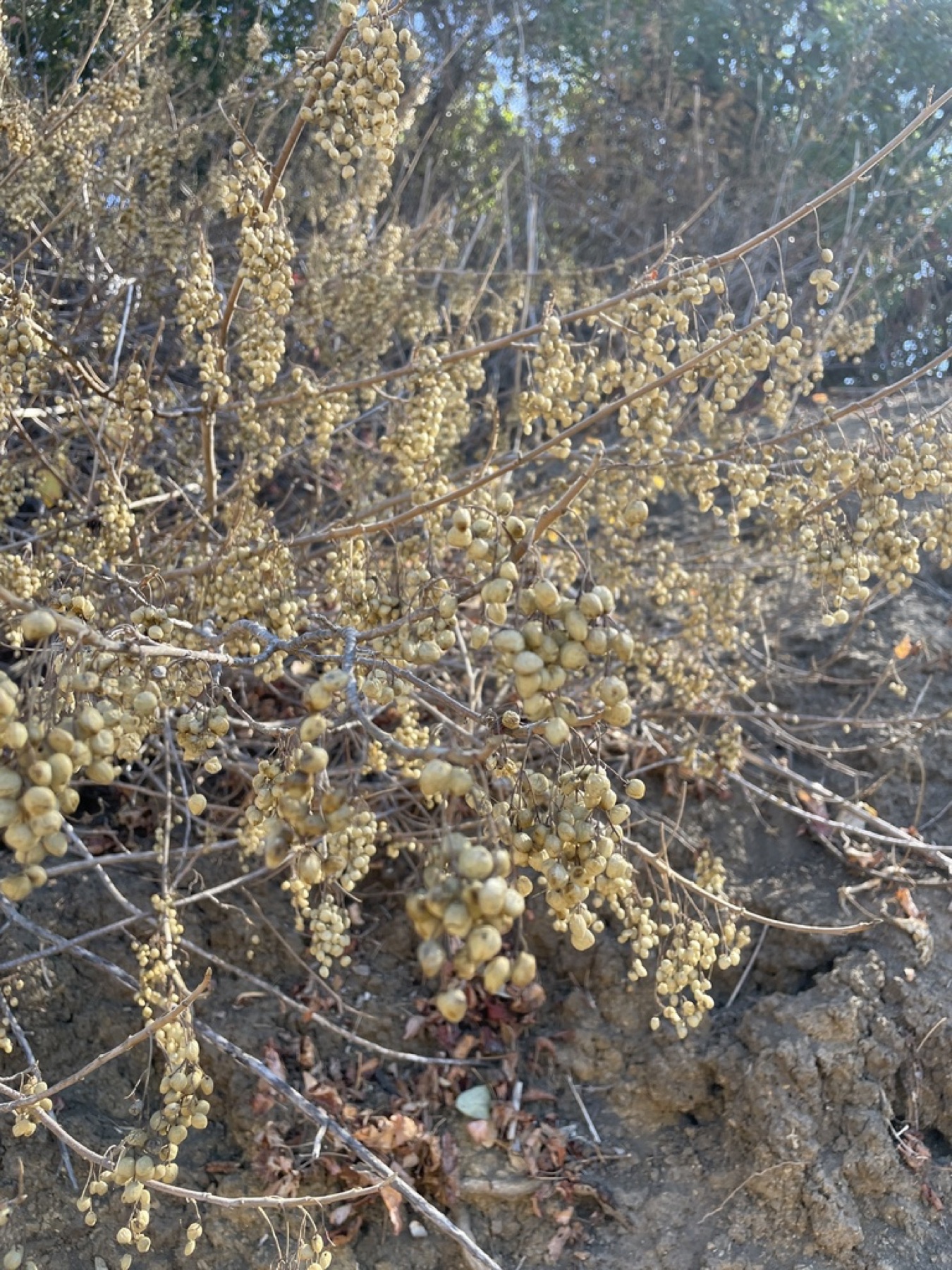 Pacific Poison Oak — photo 17