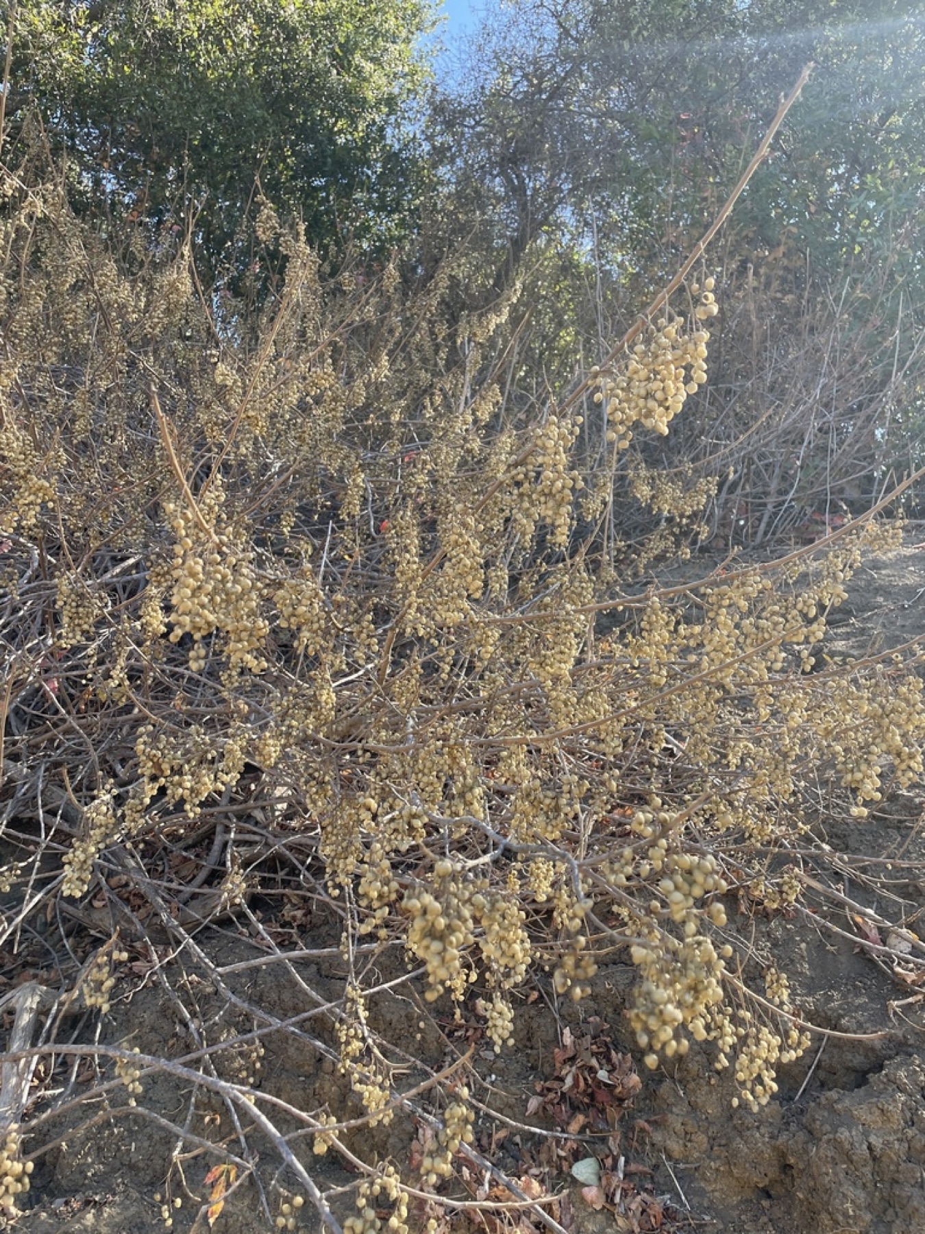Pacific Poison Oak — photo 18