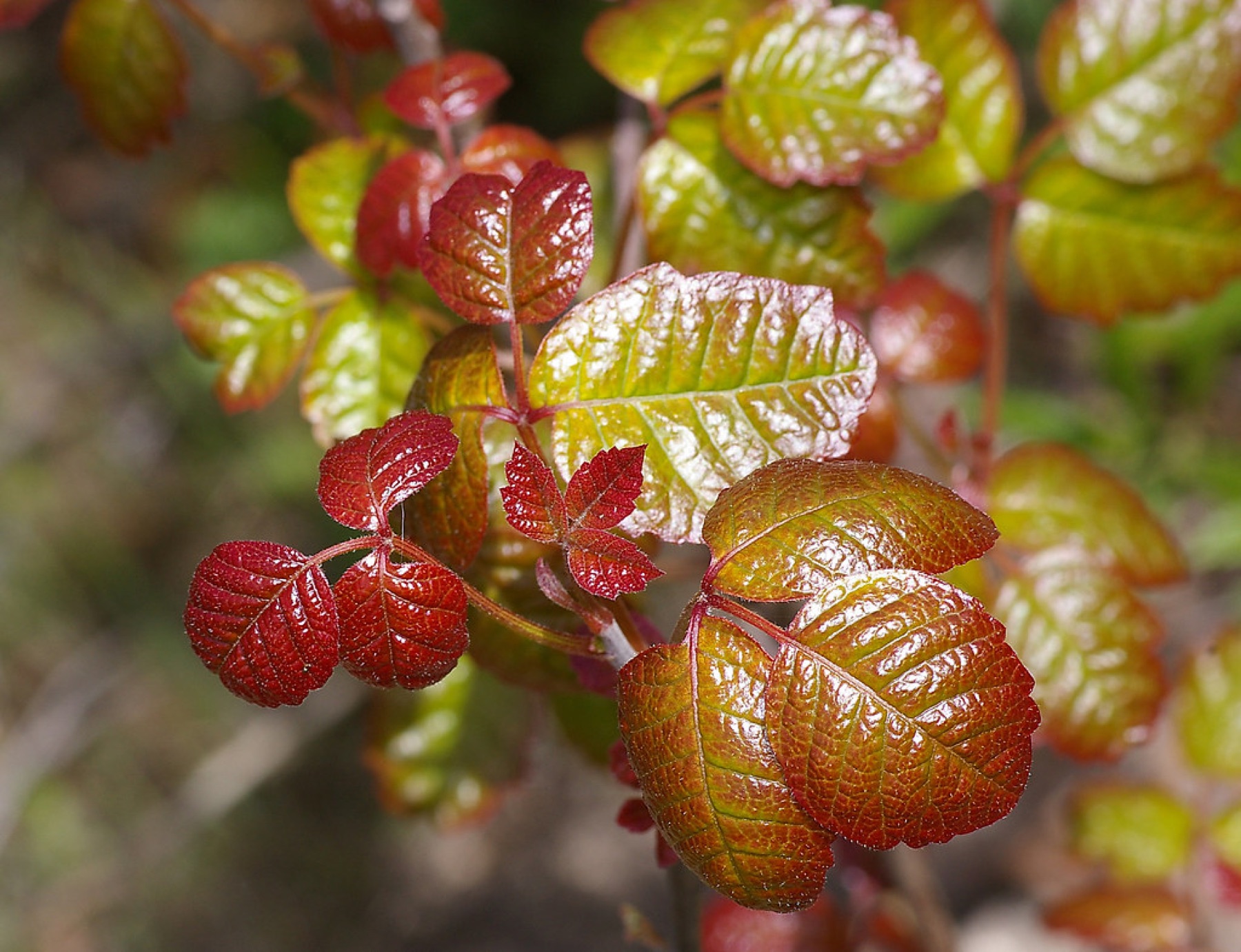 Pacific Poison Oak — photo 19