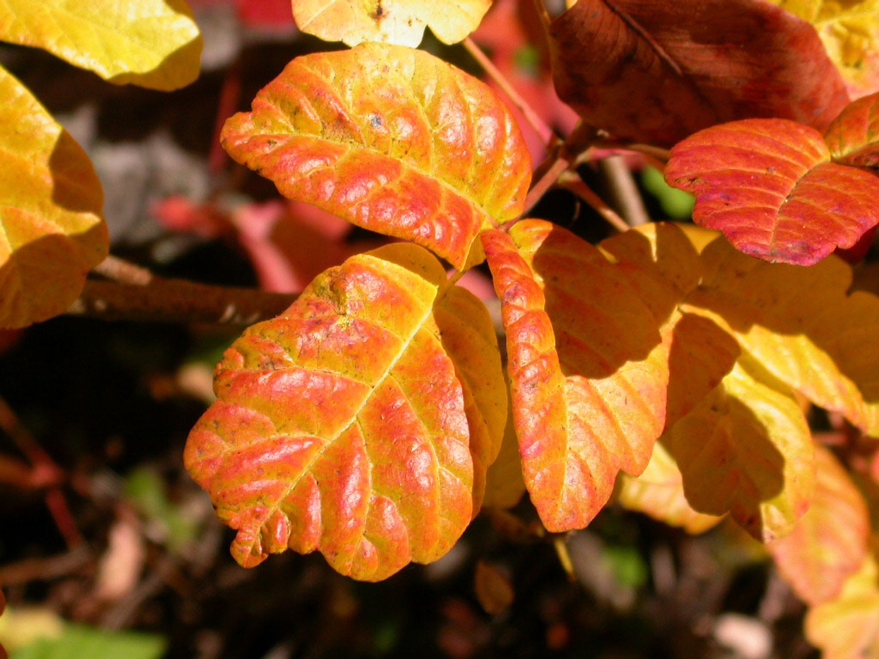 Pacific Poison Oak — photo 20