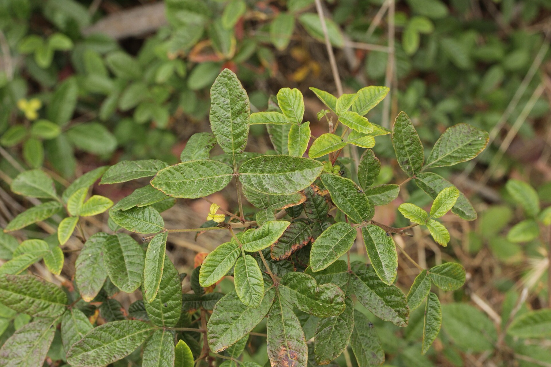 Pacific Poison Oak — photo 21