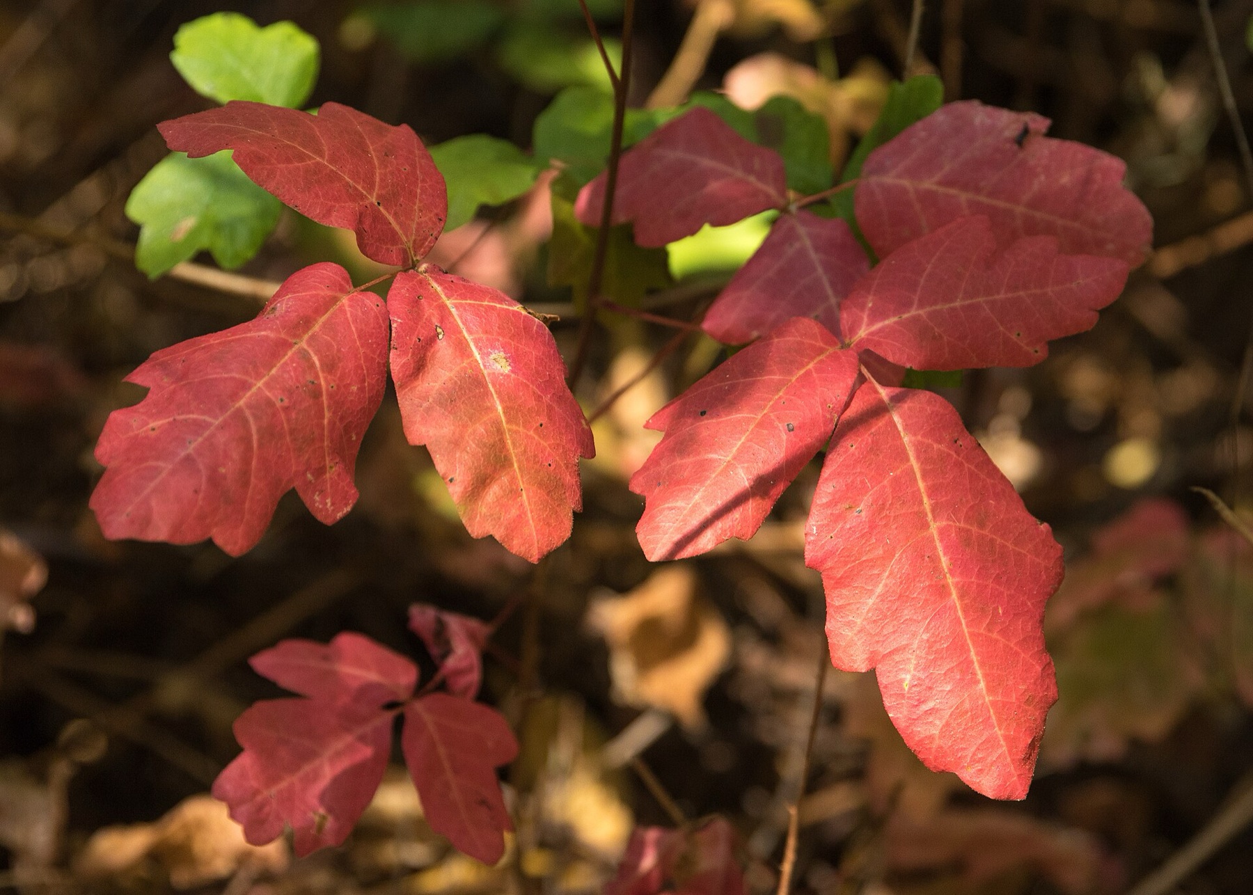 Pacific Poison Oak — photo 22