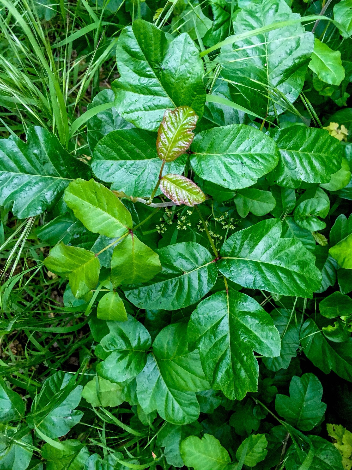 Pacific Poison Oak — photo 24