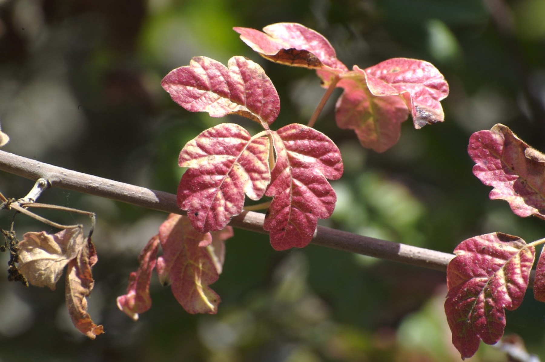Pacific Poison Oak