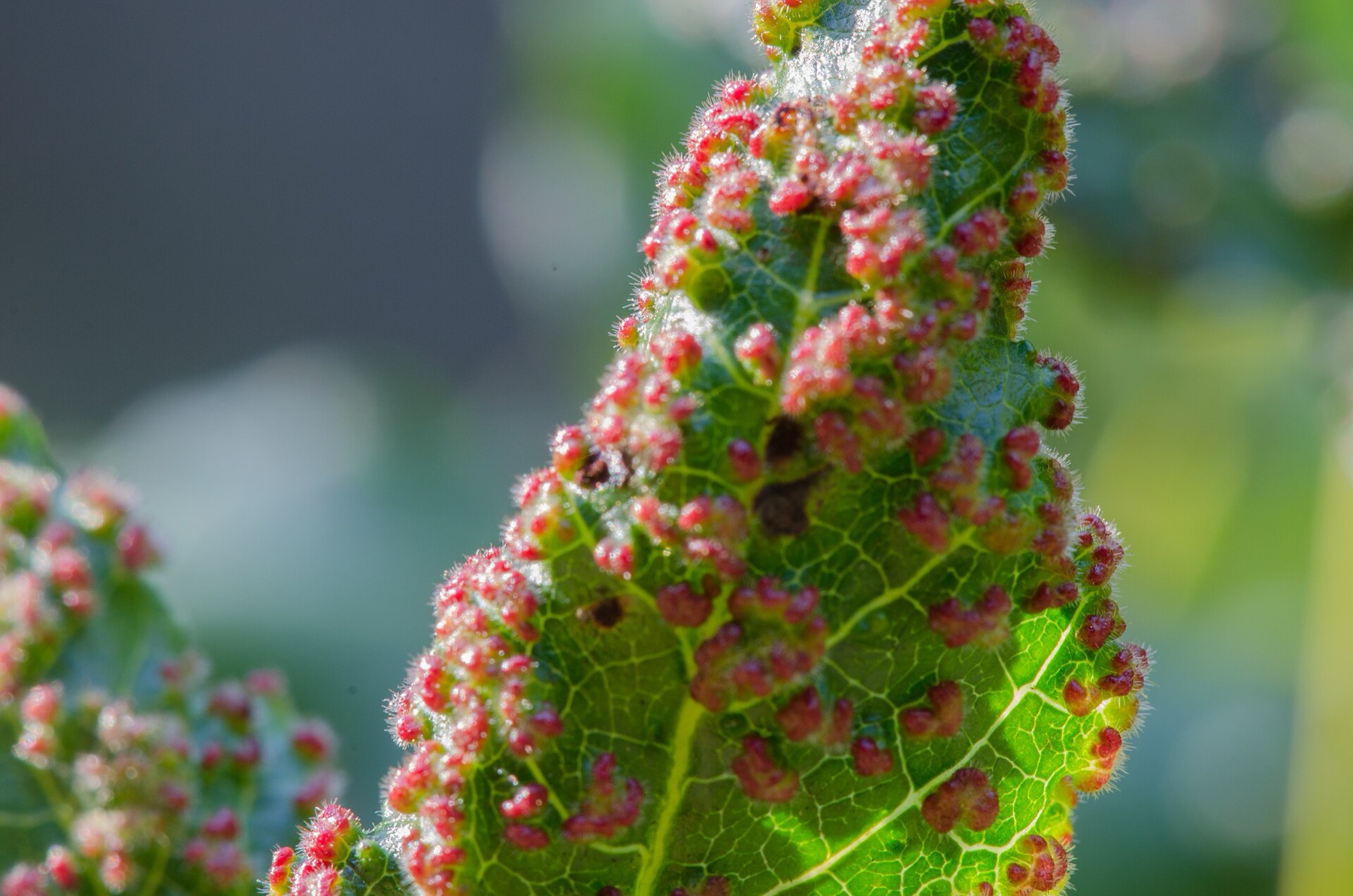 Pacific Poison Oak — photo 2