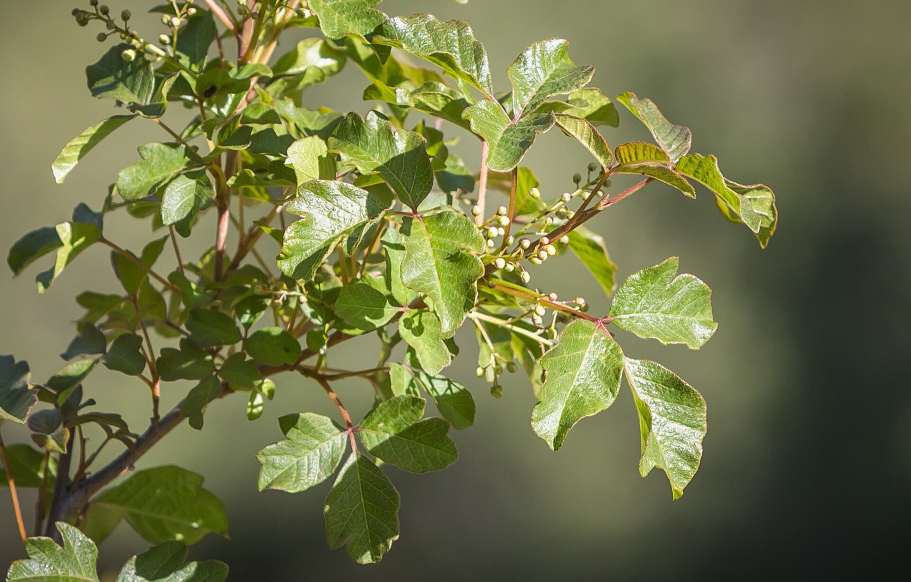 Pacific Poison Oak — photo 3