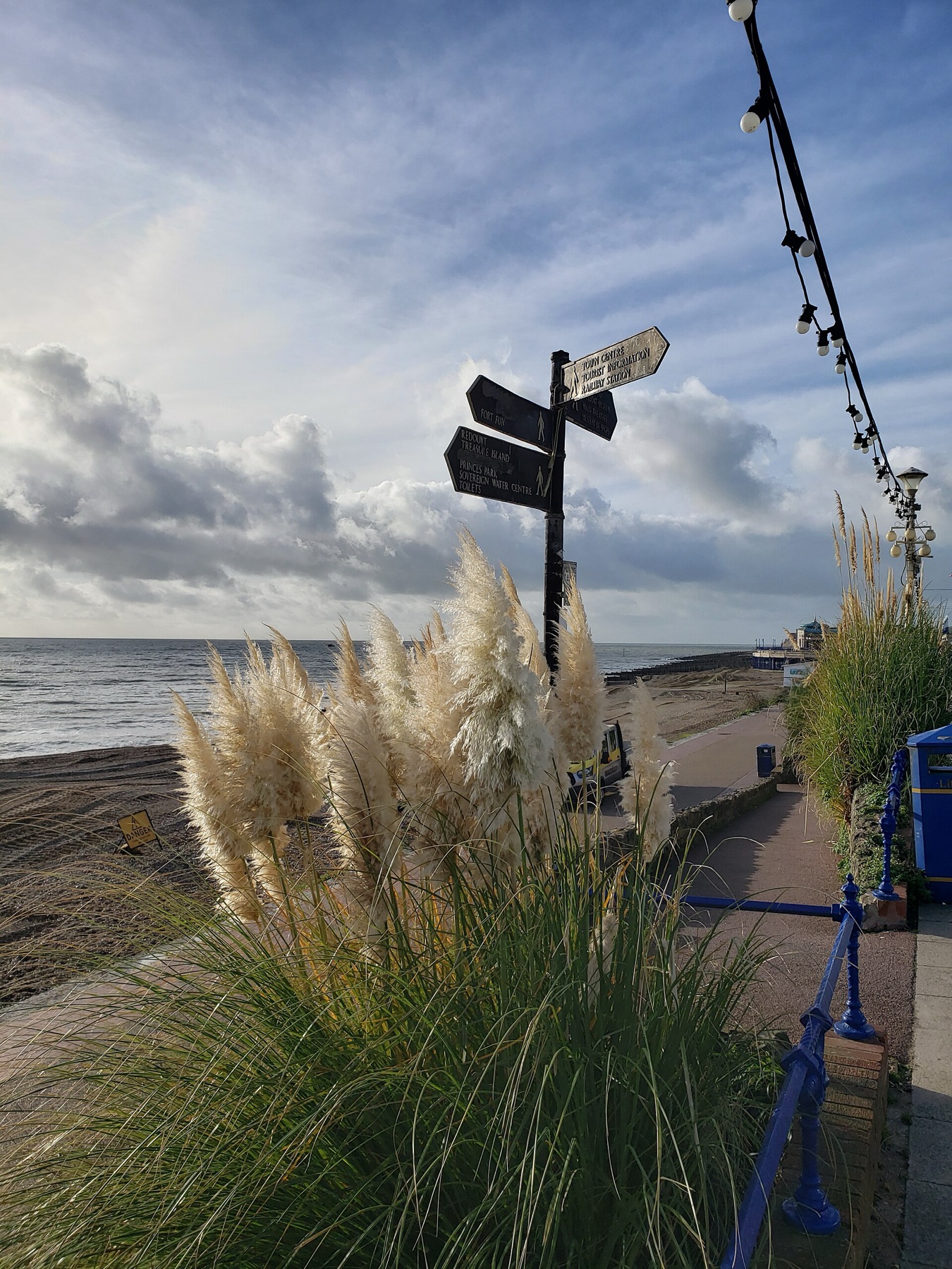 Pampas Grass — photo 6