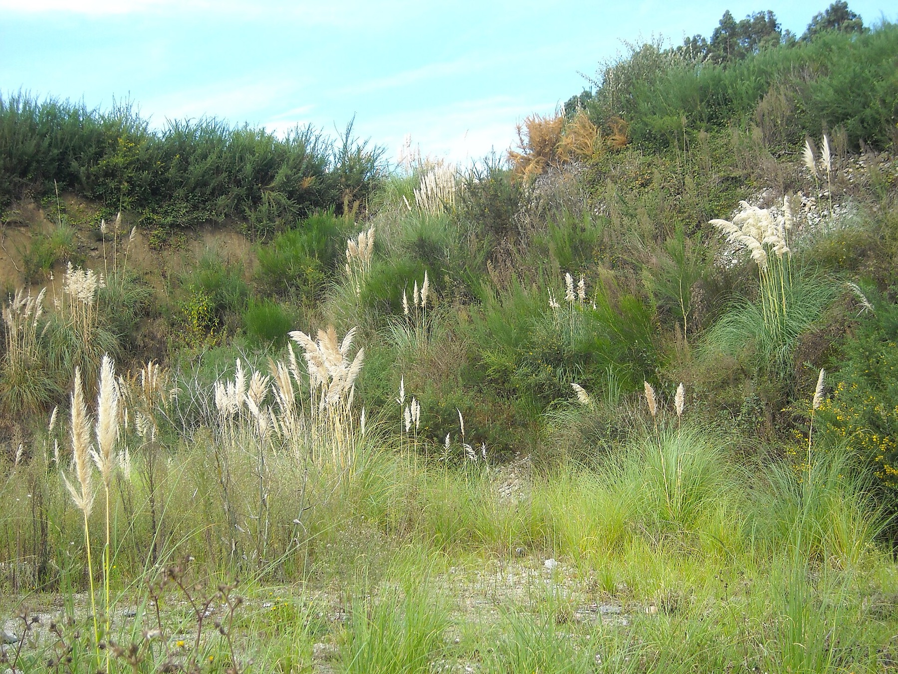 Pampas Grass — photo 7