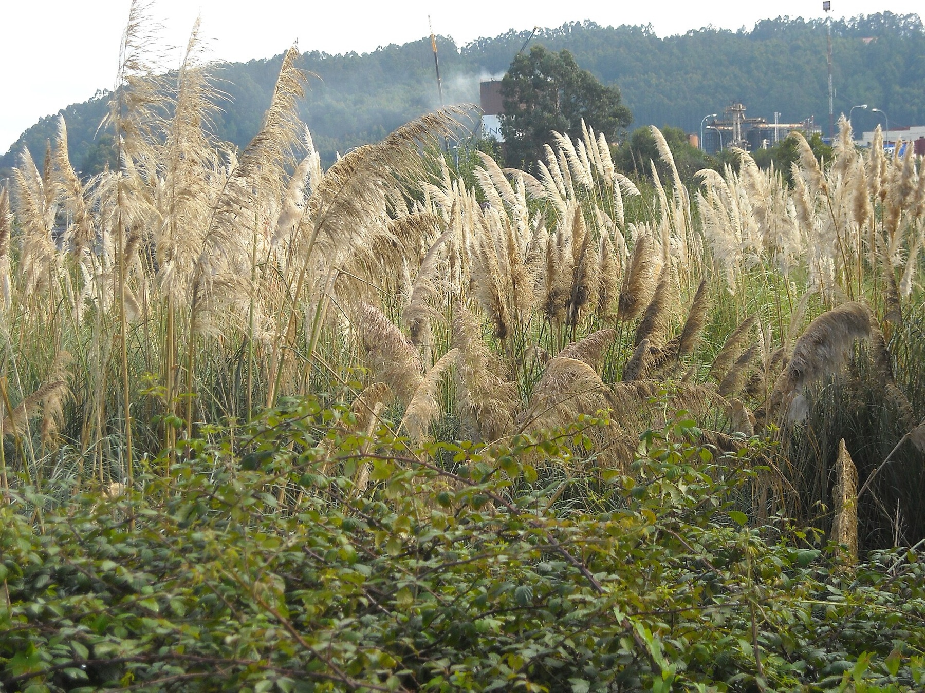 Pampas Grass — photo 8