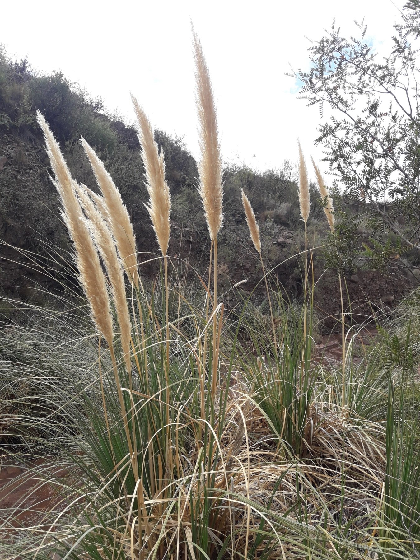 Pampas Grass — photo 9