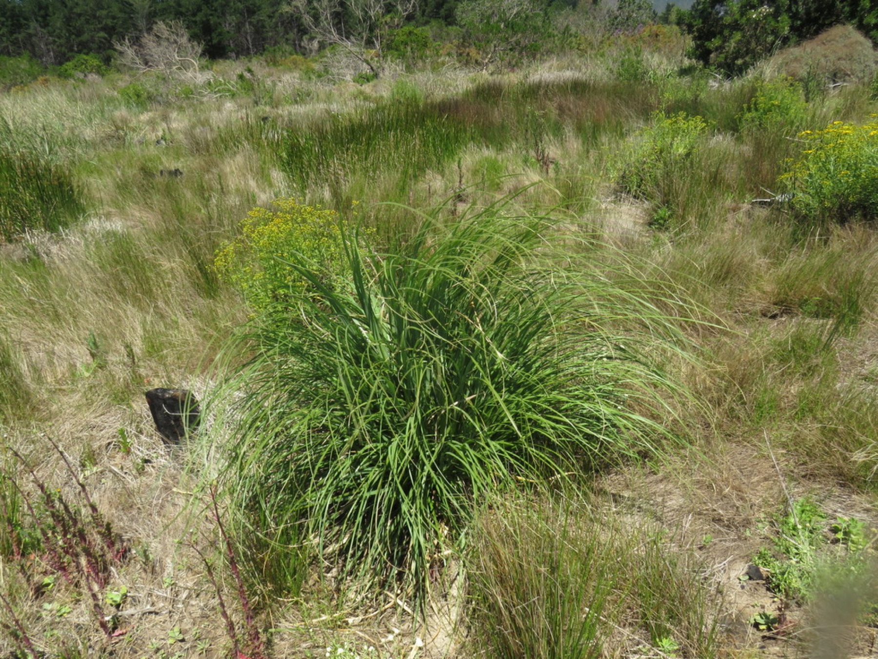 Pampas Grass — photo 10