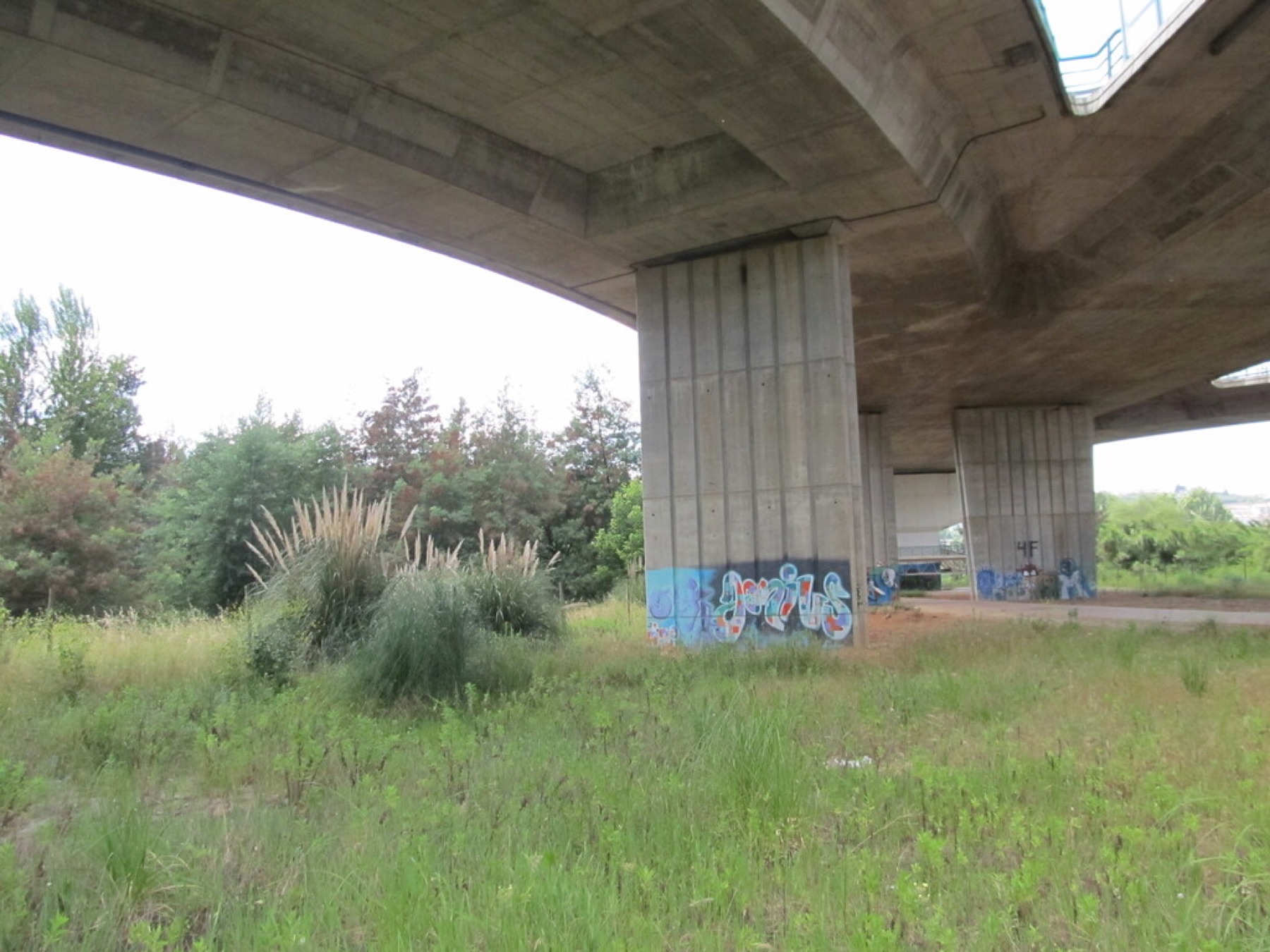 Pampas Grass — photo 11