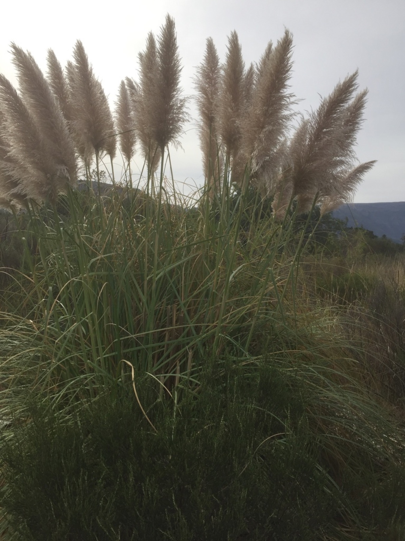 Pampas Grass — photo 12