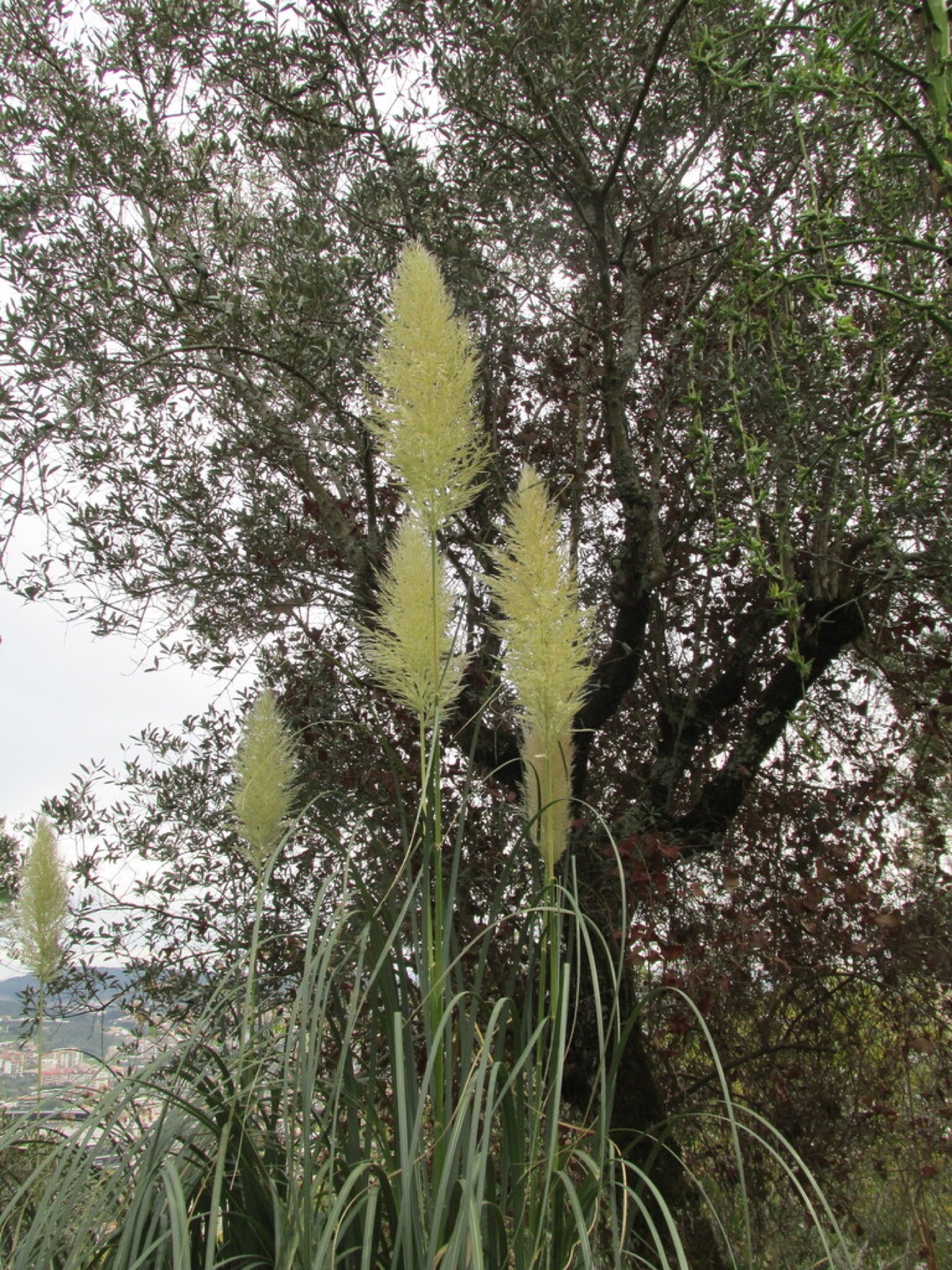 Pampas Grass — photo 13